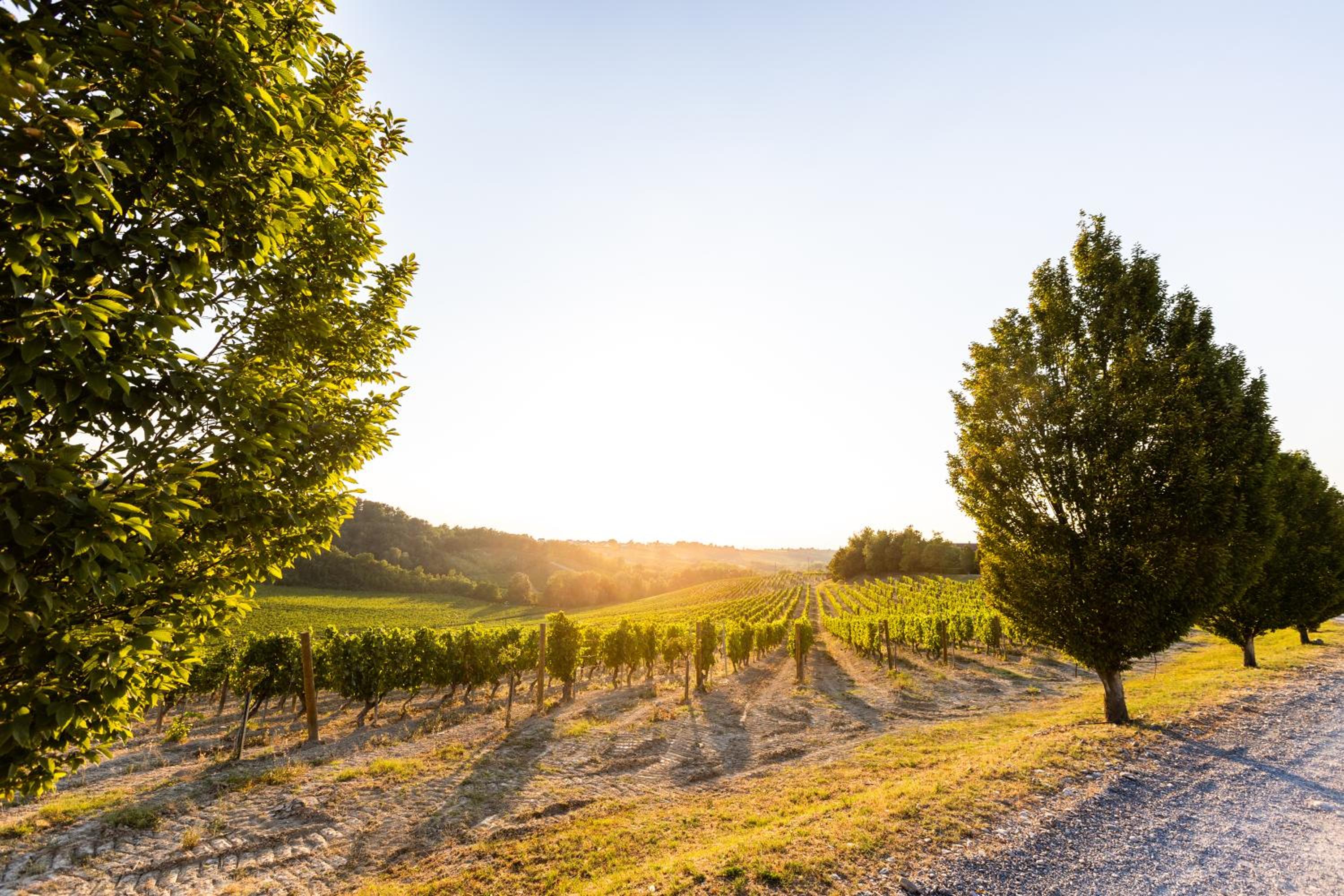 Tenuta La Meirana Gavi