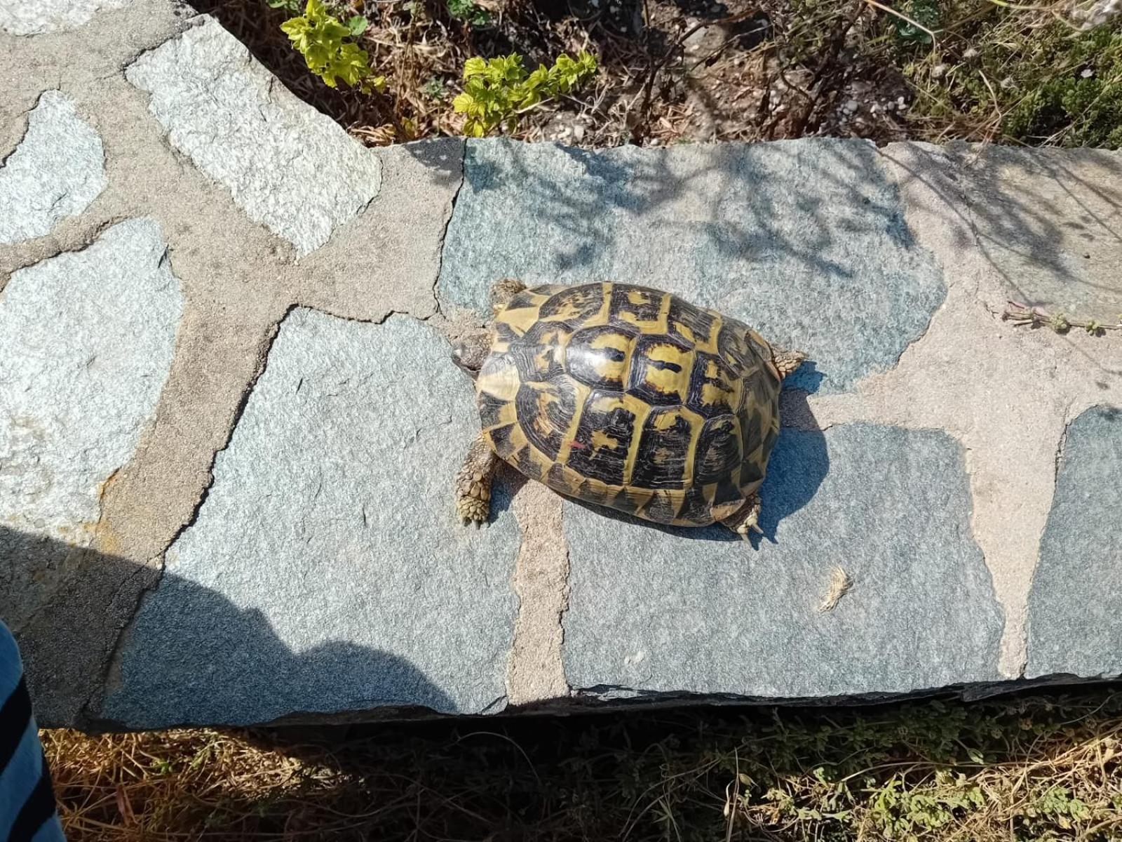 Villetta Esclusiva sulla Spiaggia della Pelosa photo 5