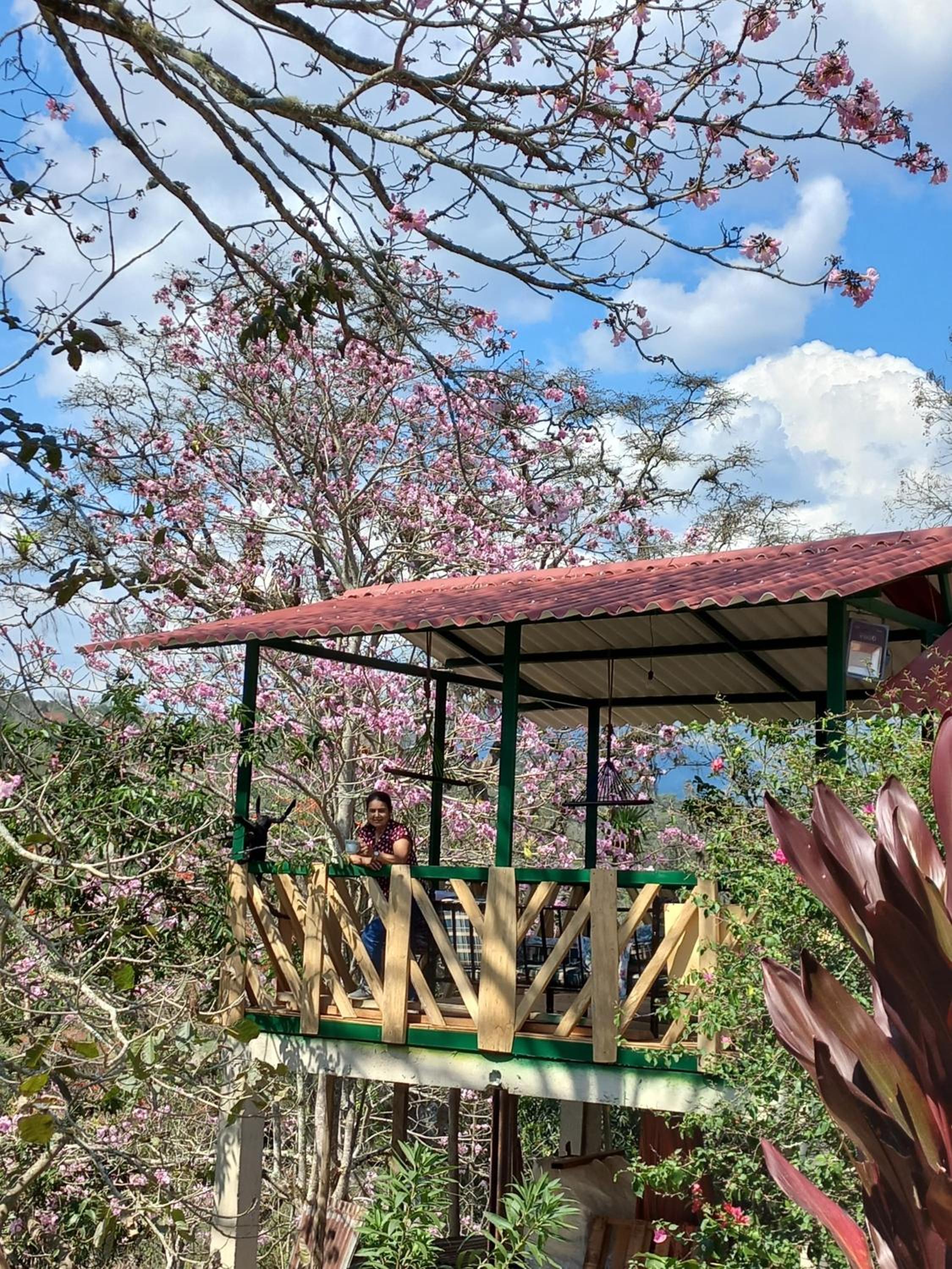 Tierra Mía café y apicultura