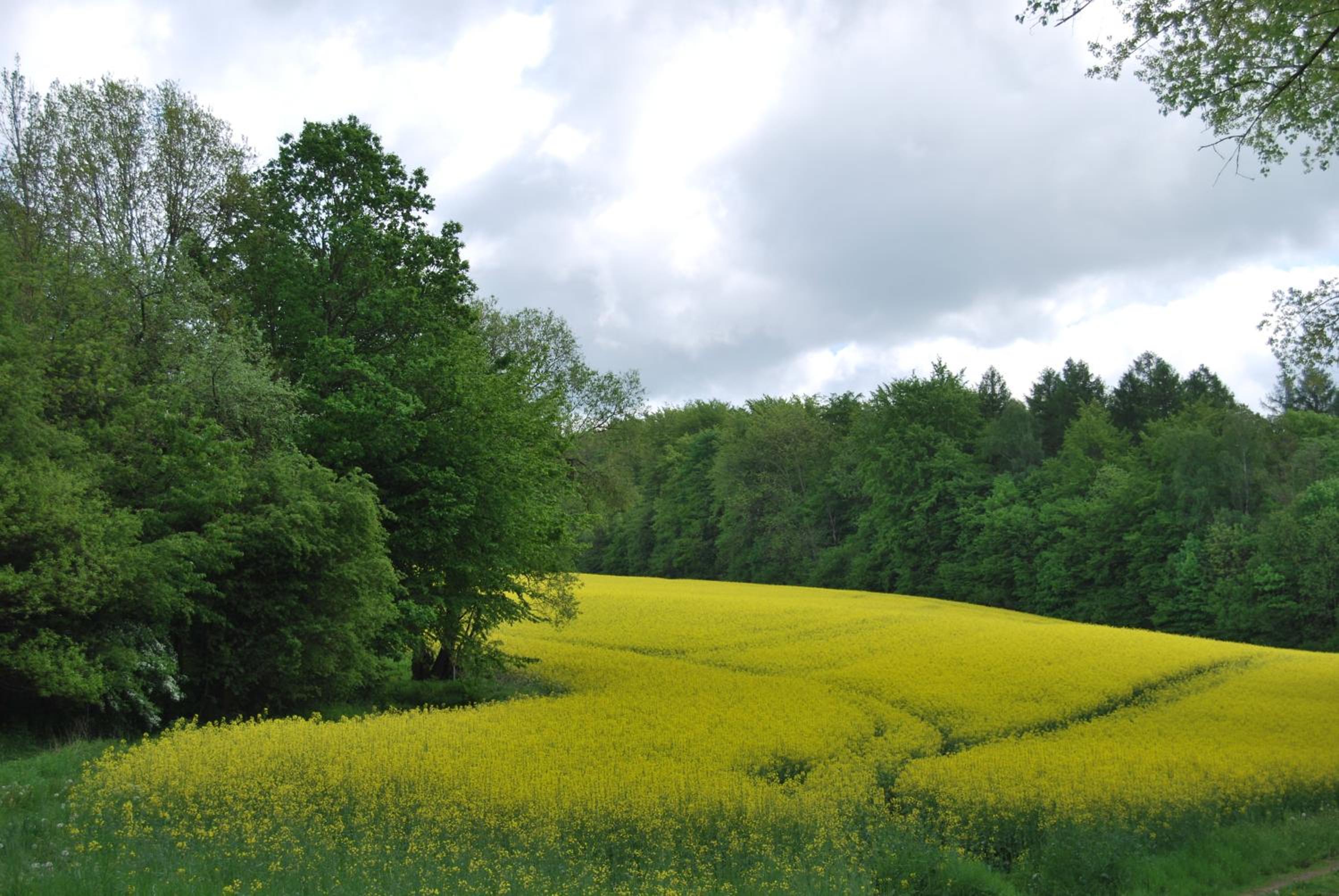 Ferienwohnungen Stricker Harz