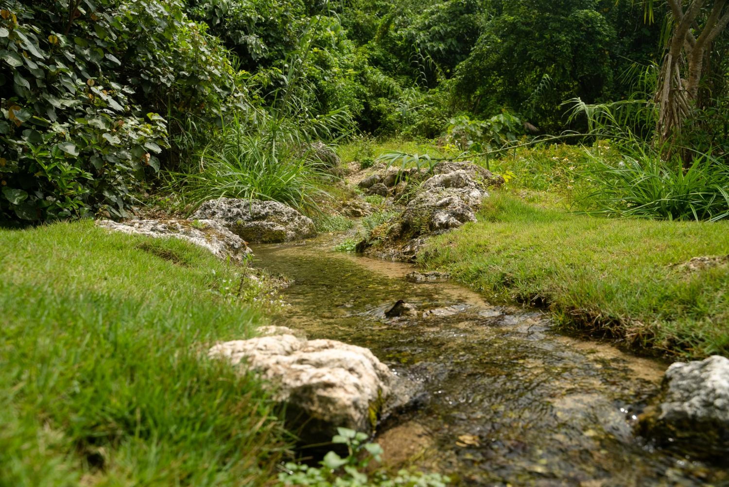 THE PANALI