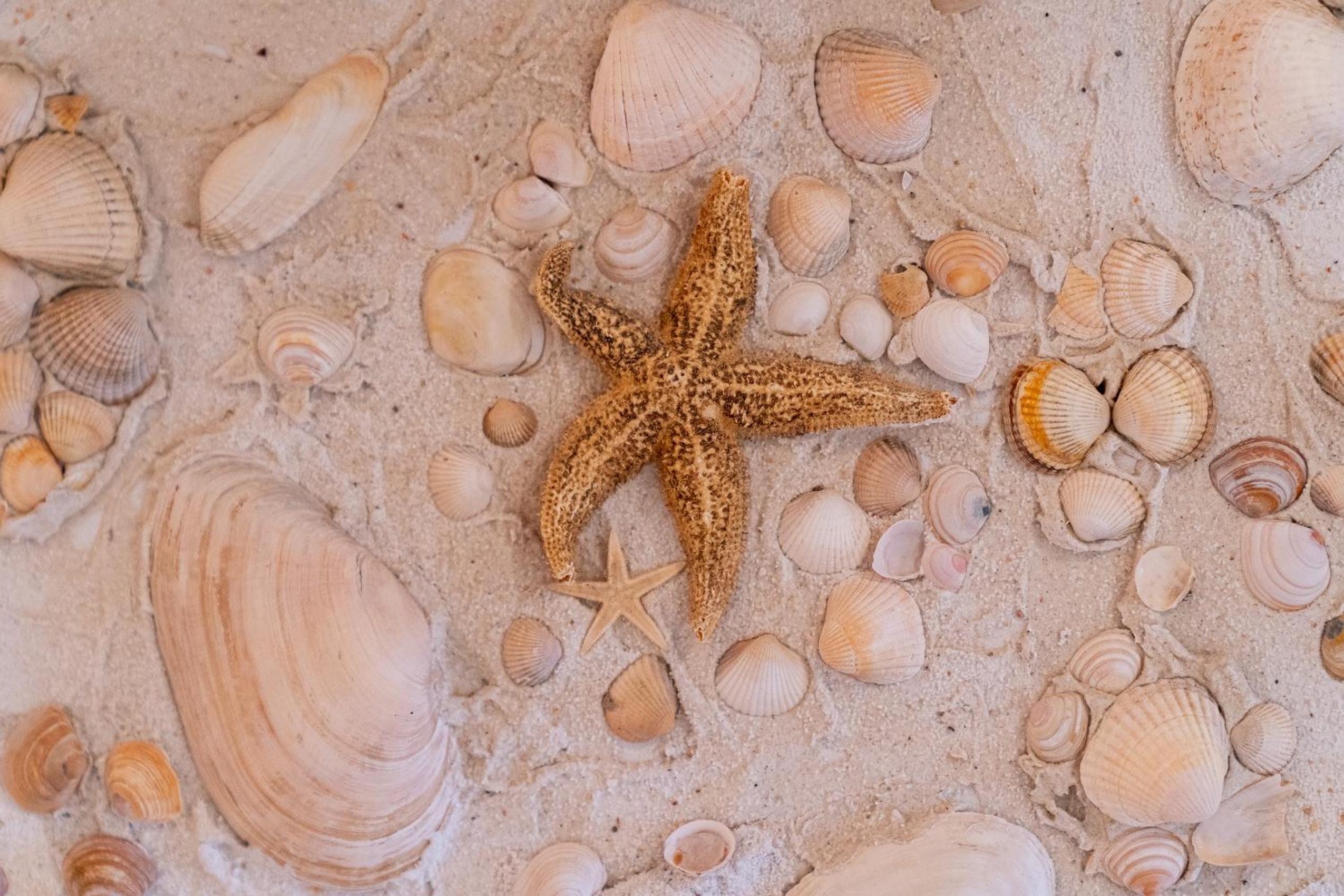 Nest und Meer
