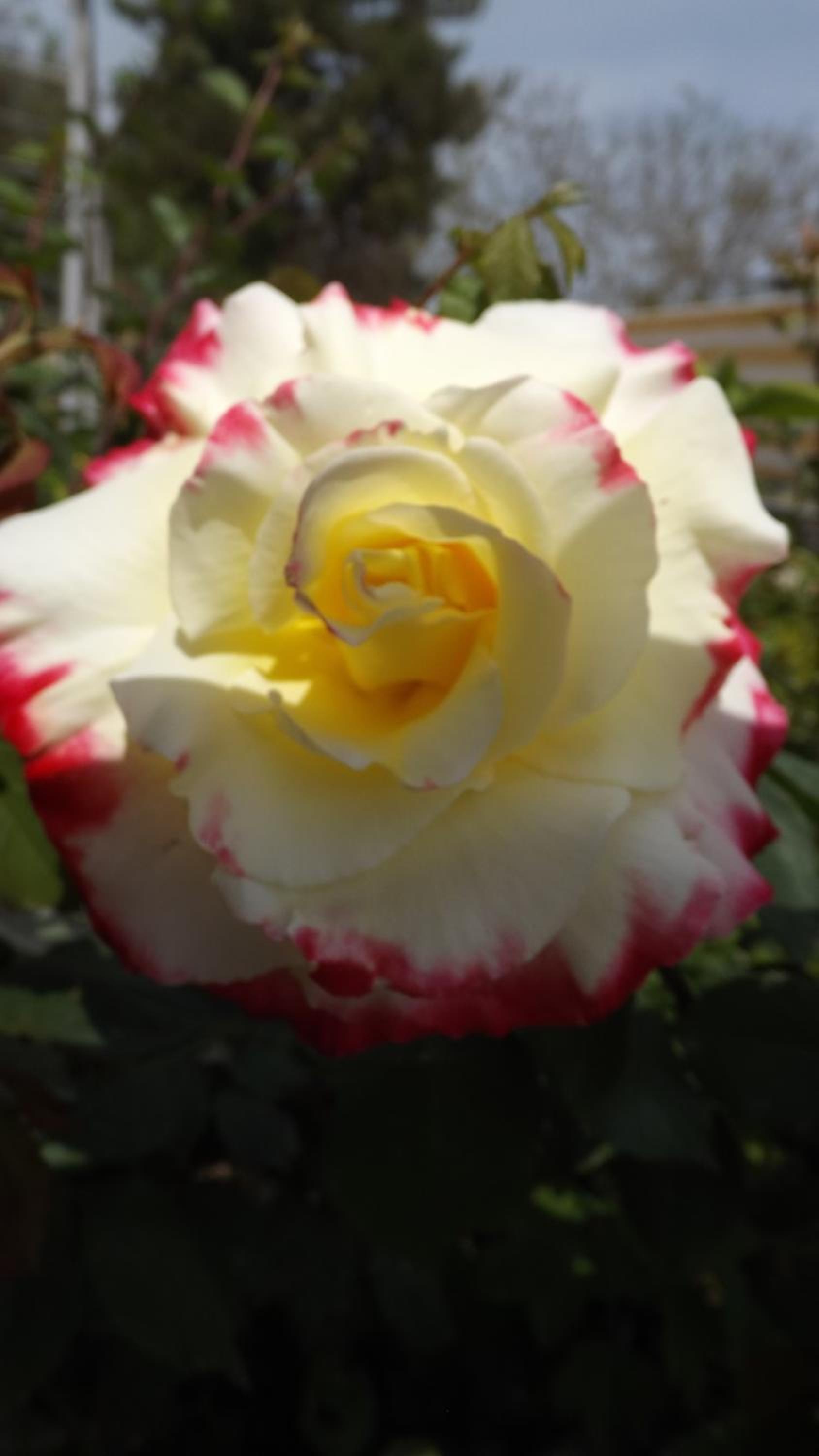 Photo 36