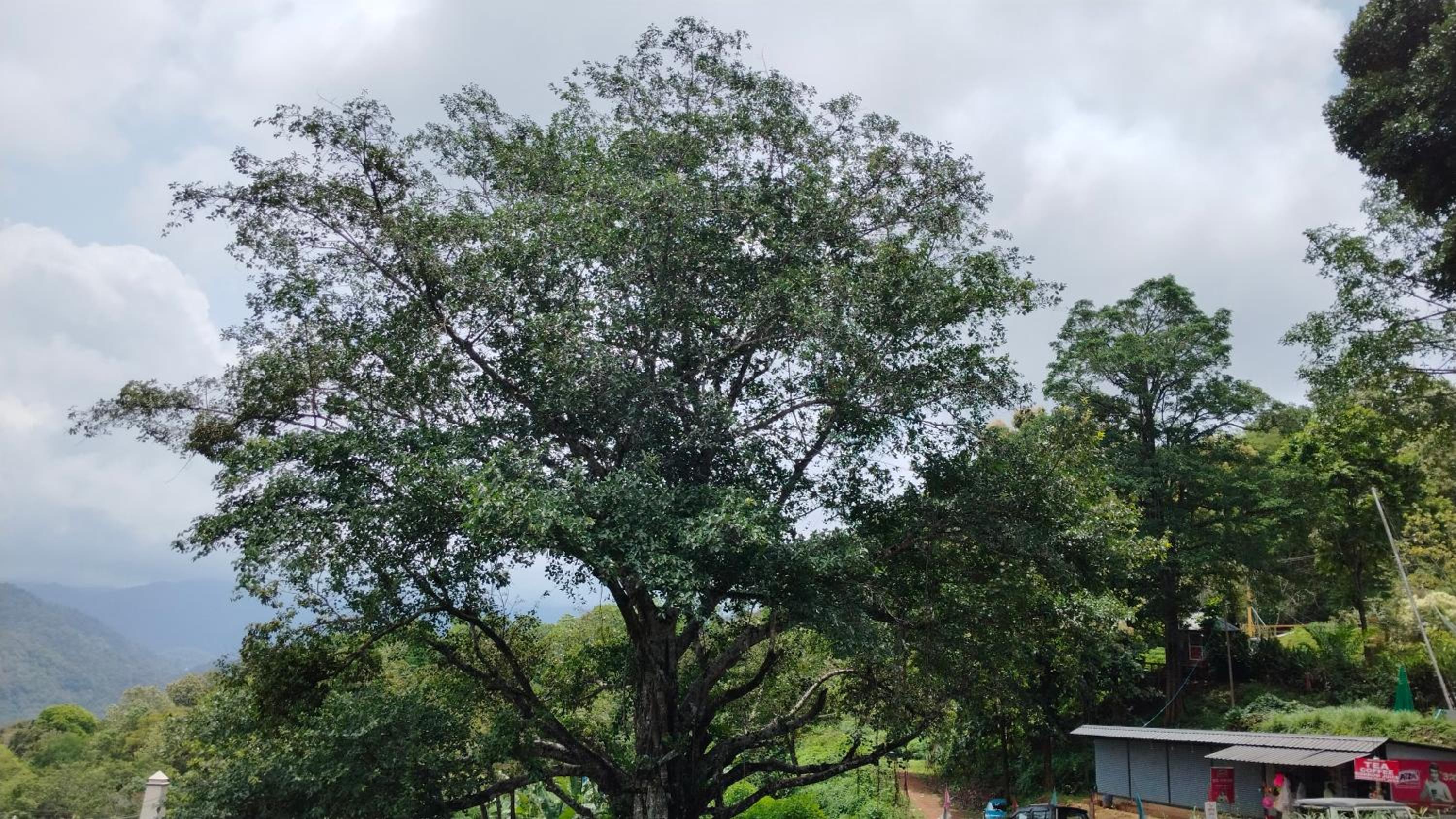 Nature season holidays munnar