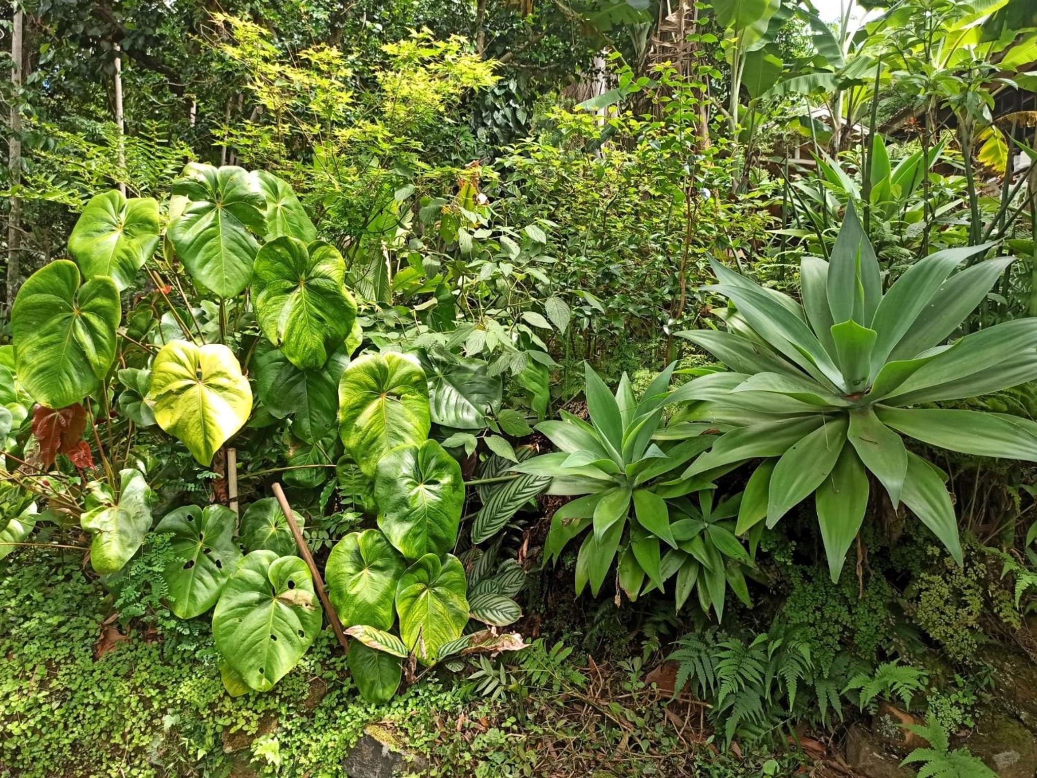 Casa Juçara & Casa Tucano - Floripa - Exclusive Forest Escape