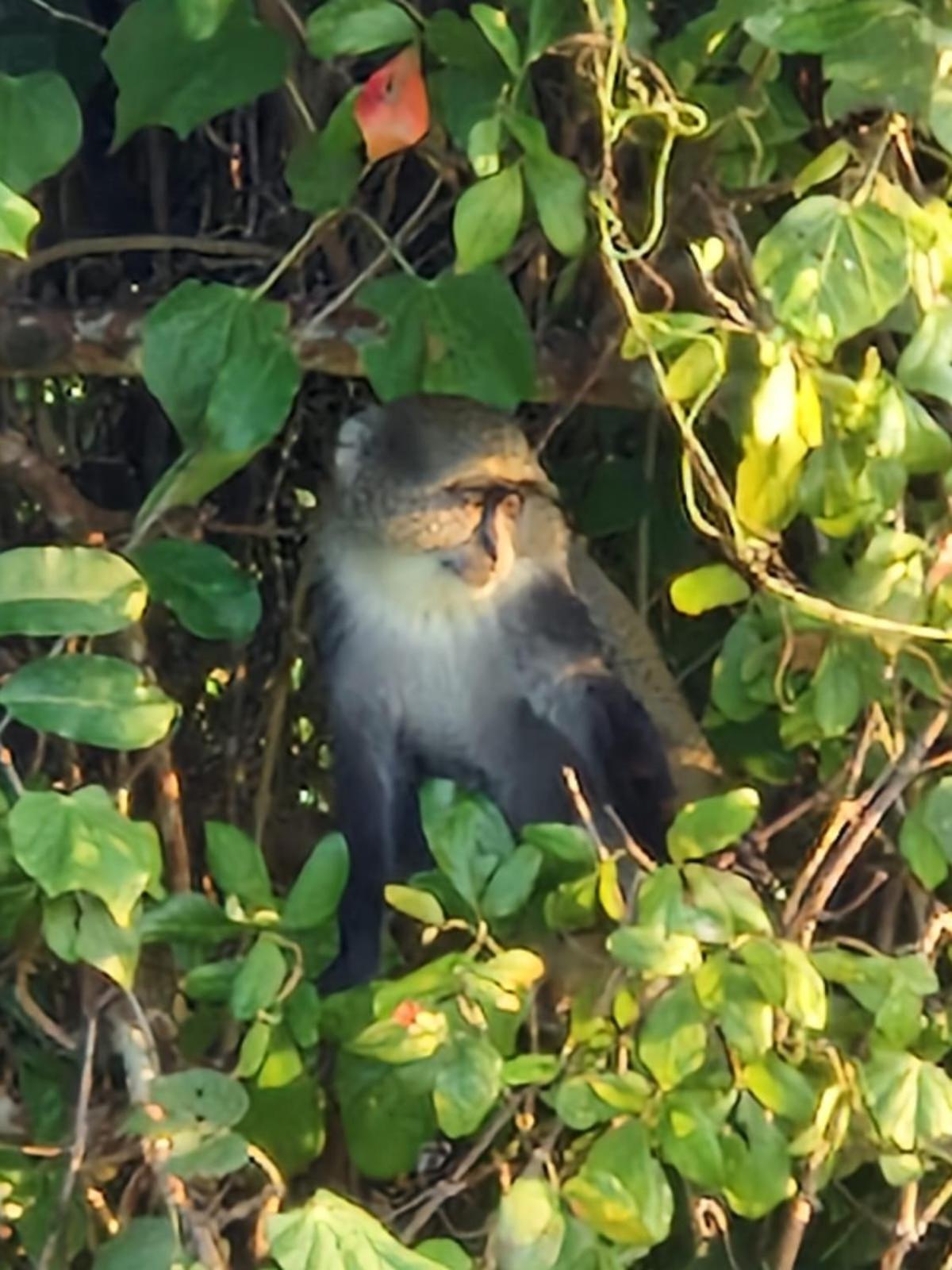 MONKEY MOUNTAIN LODGE