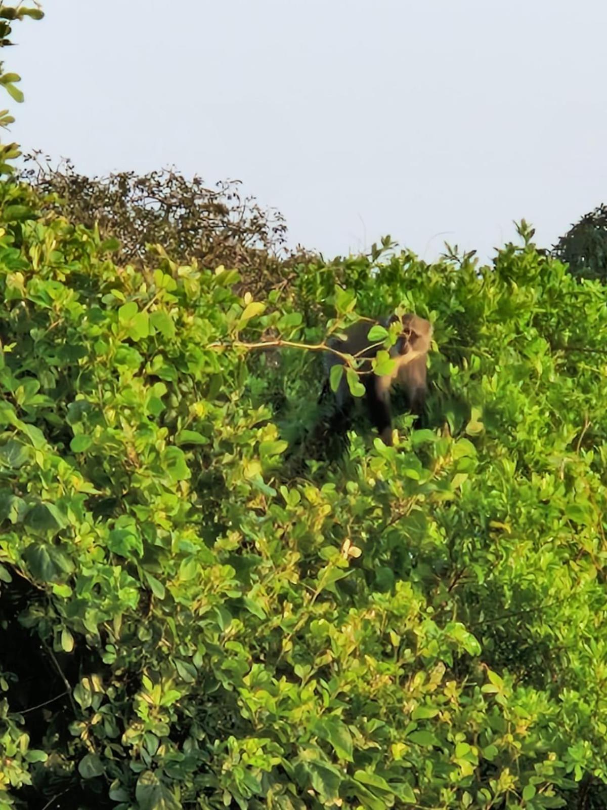 MONKEY MOUNTAIN LODGE