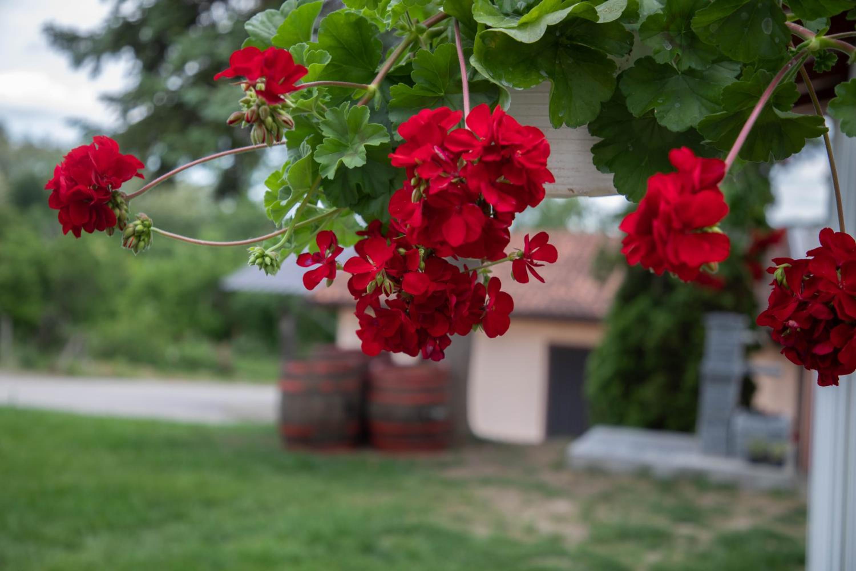 Apartmani Rosica