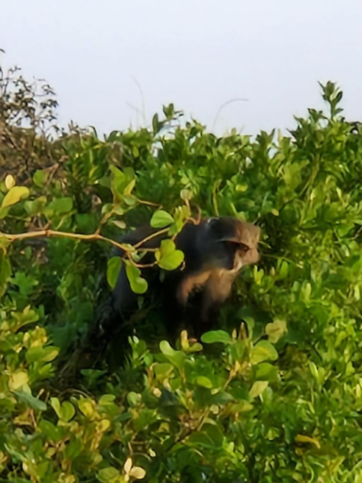 MONKEY MOUNTAIN LODGE