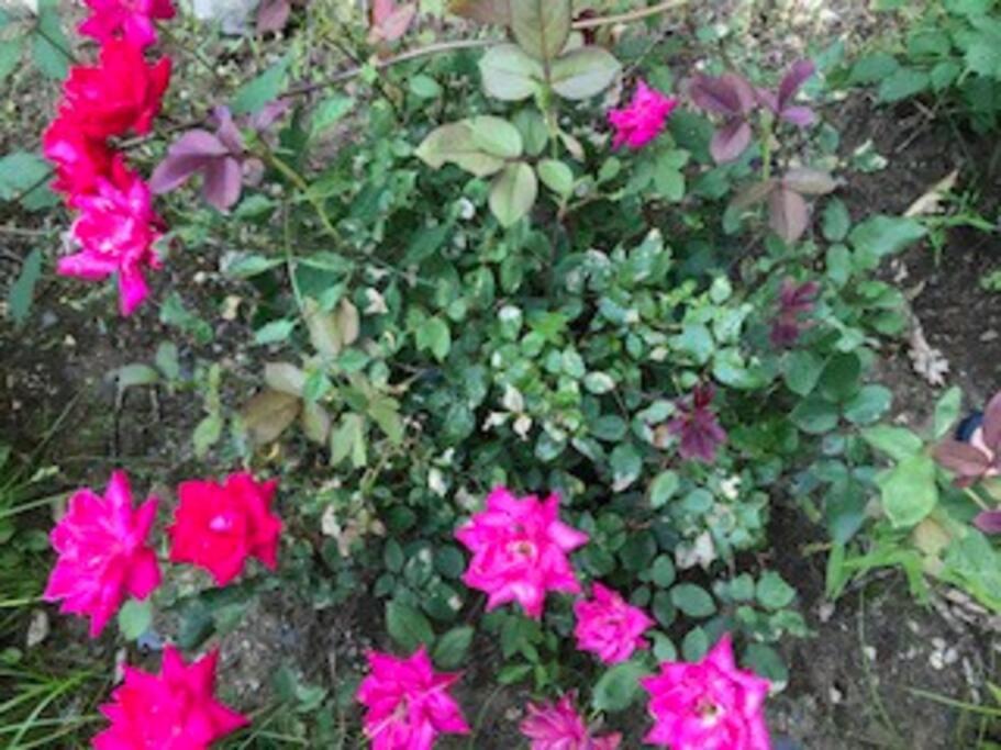 Photo 49