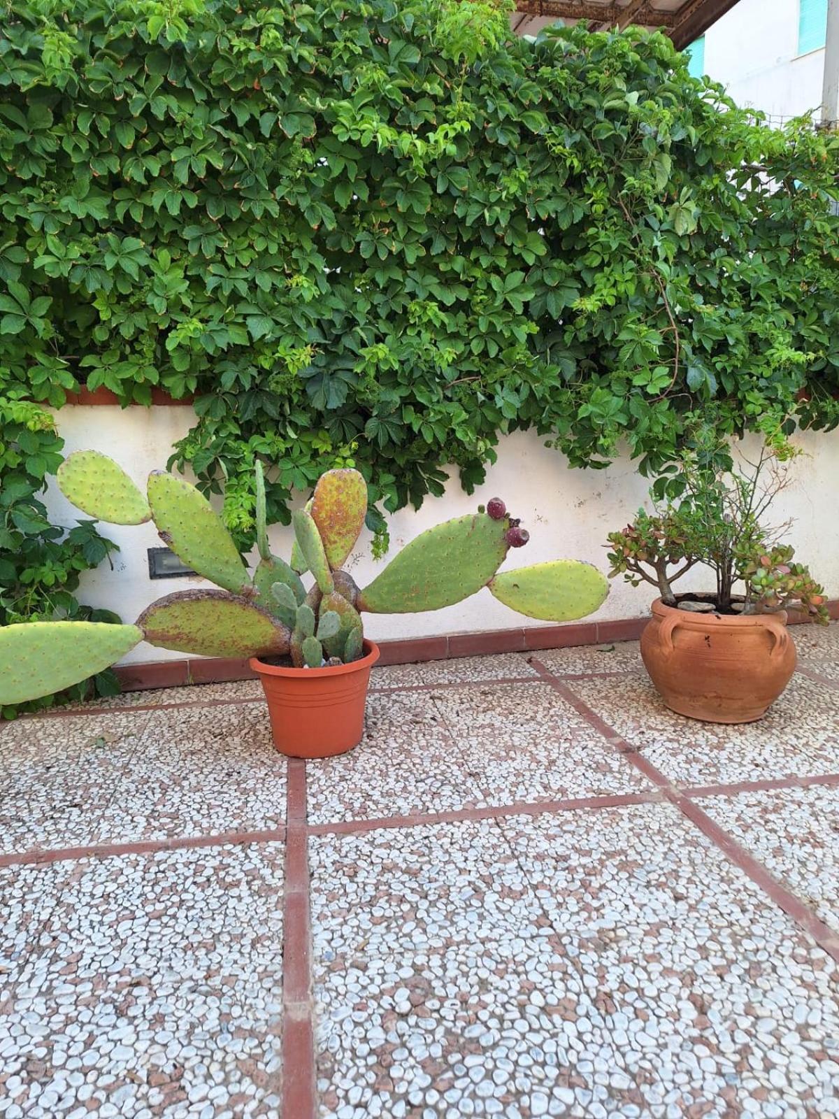 Casa Vacanza LA PALMA SELINUNTE CASTELVETRANO TP SICILIA view 4