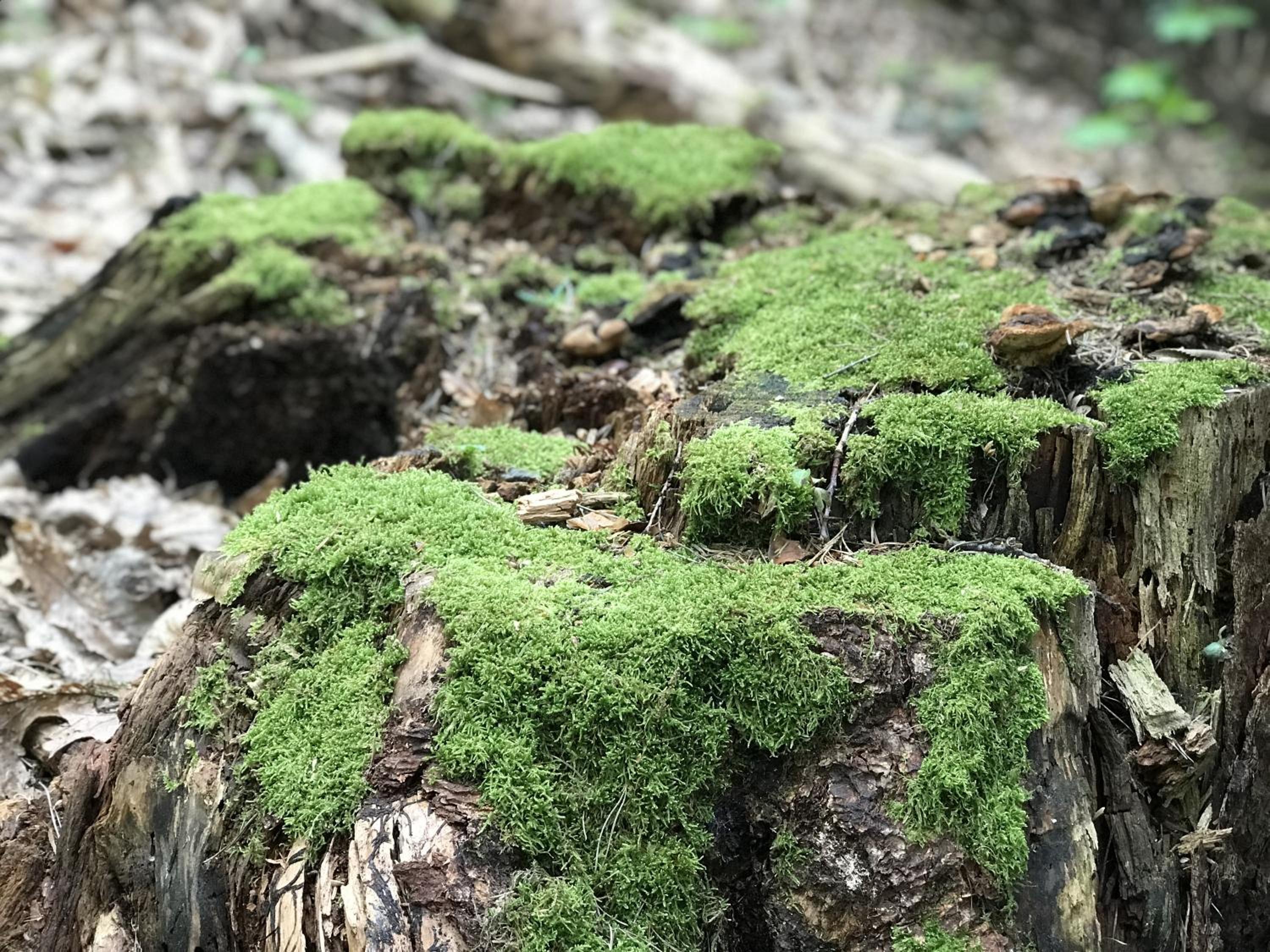 Schwarzwald Glück