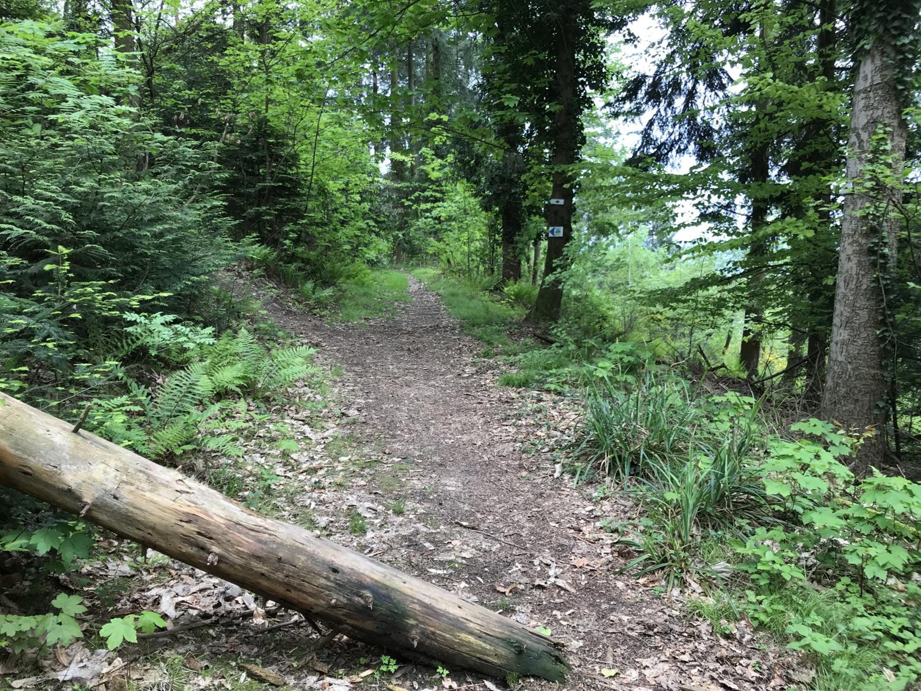 Schwarzwald Glück