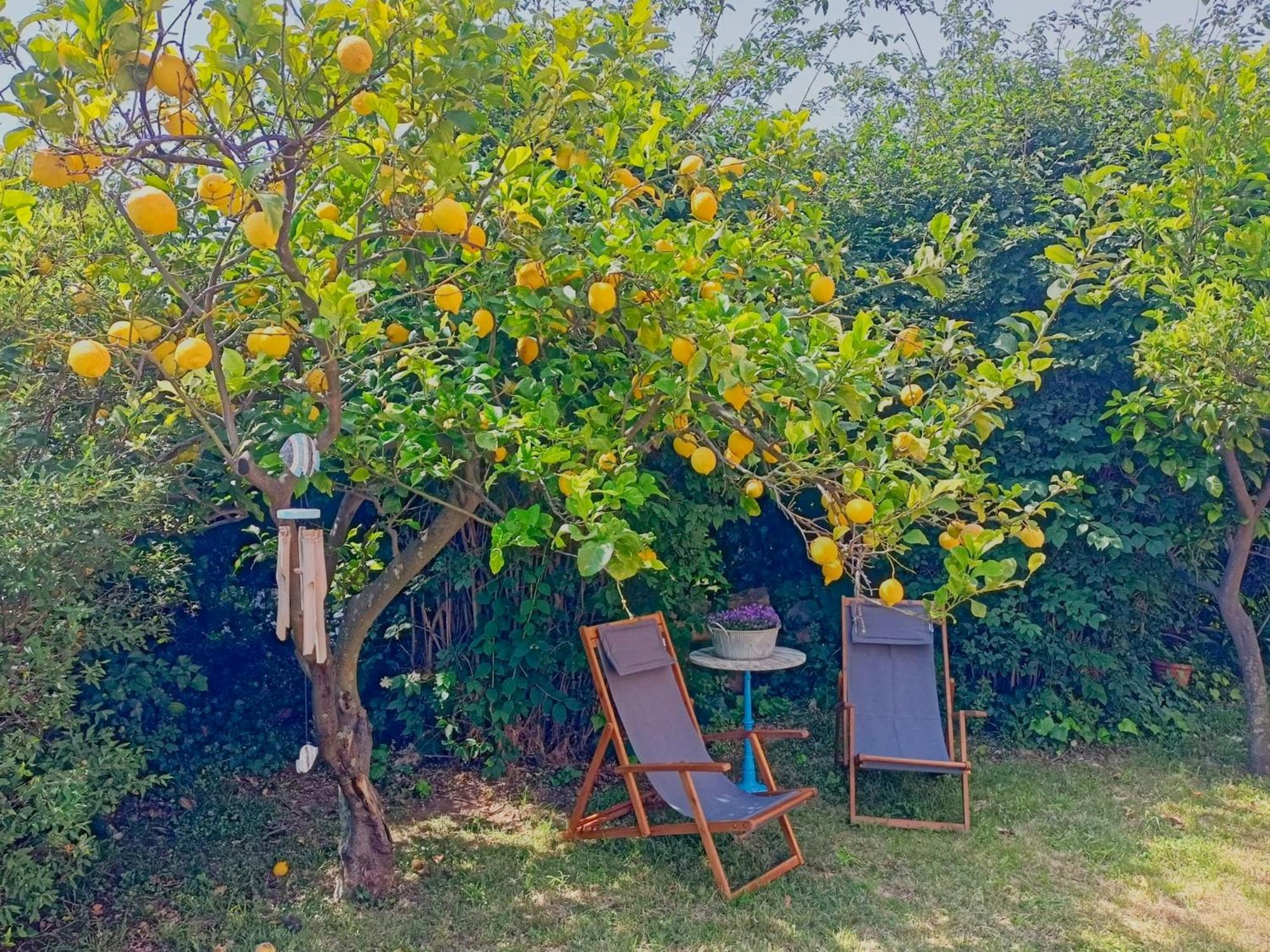 Villa Ontanelli - 500mt dal mare