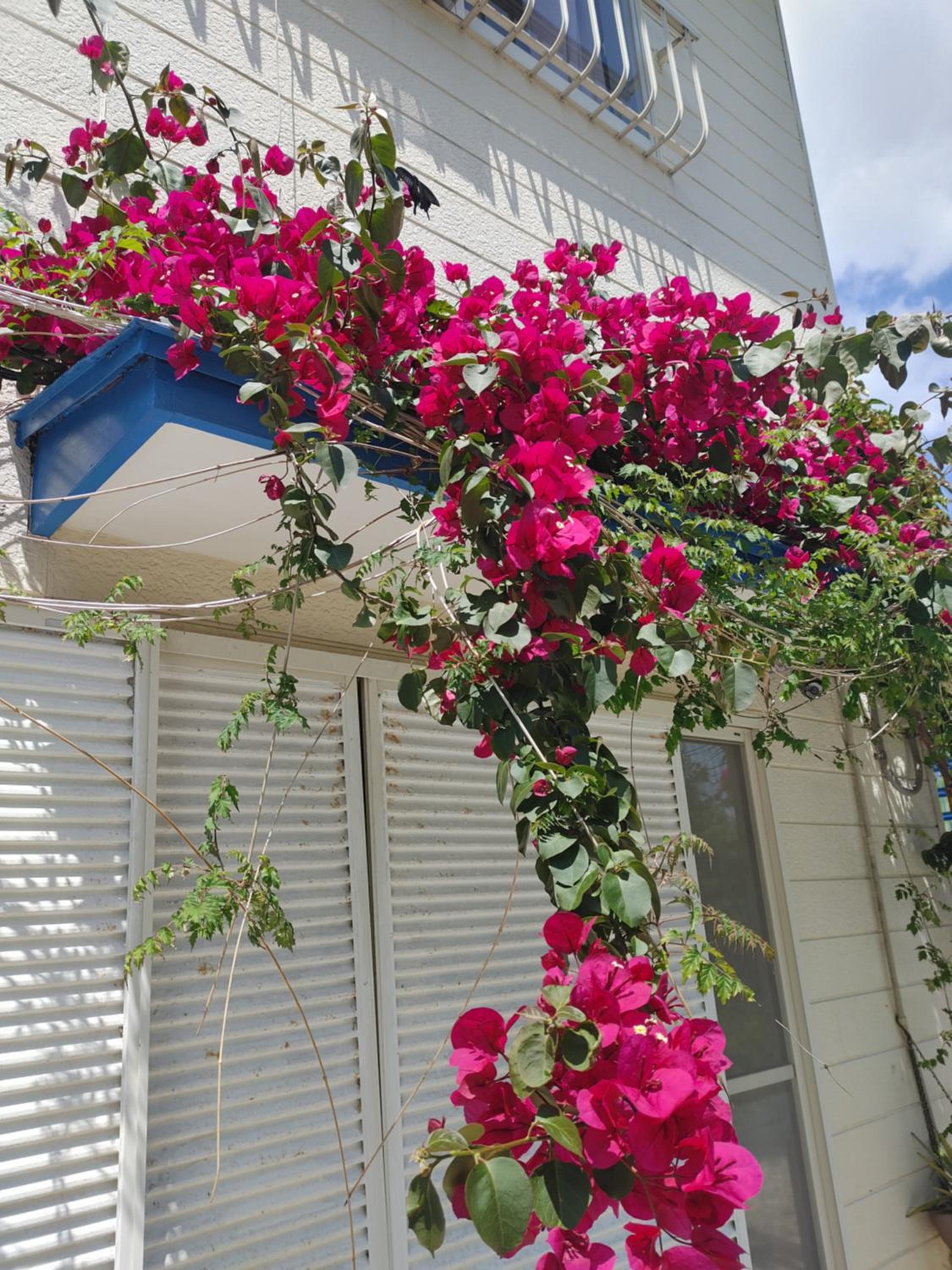 Guest House Churaumi