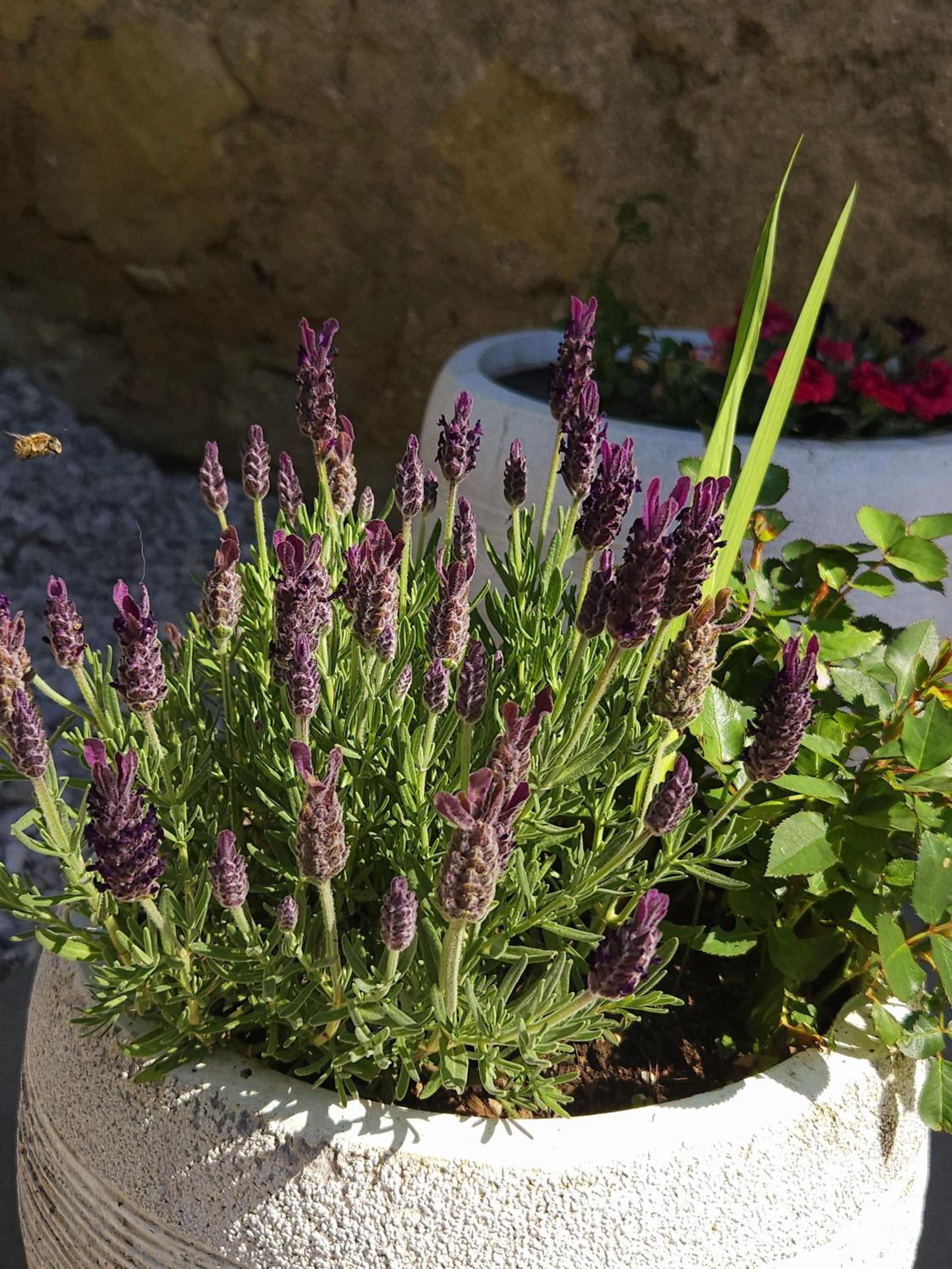 Apartma Lavanda