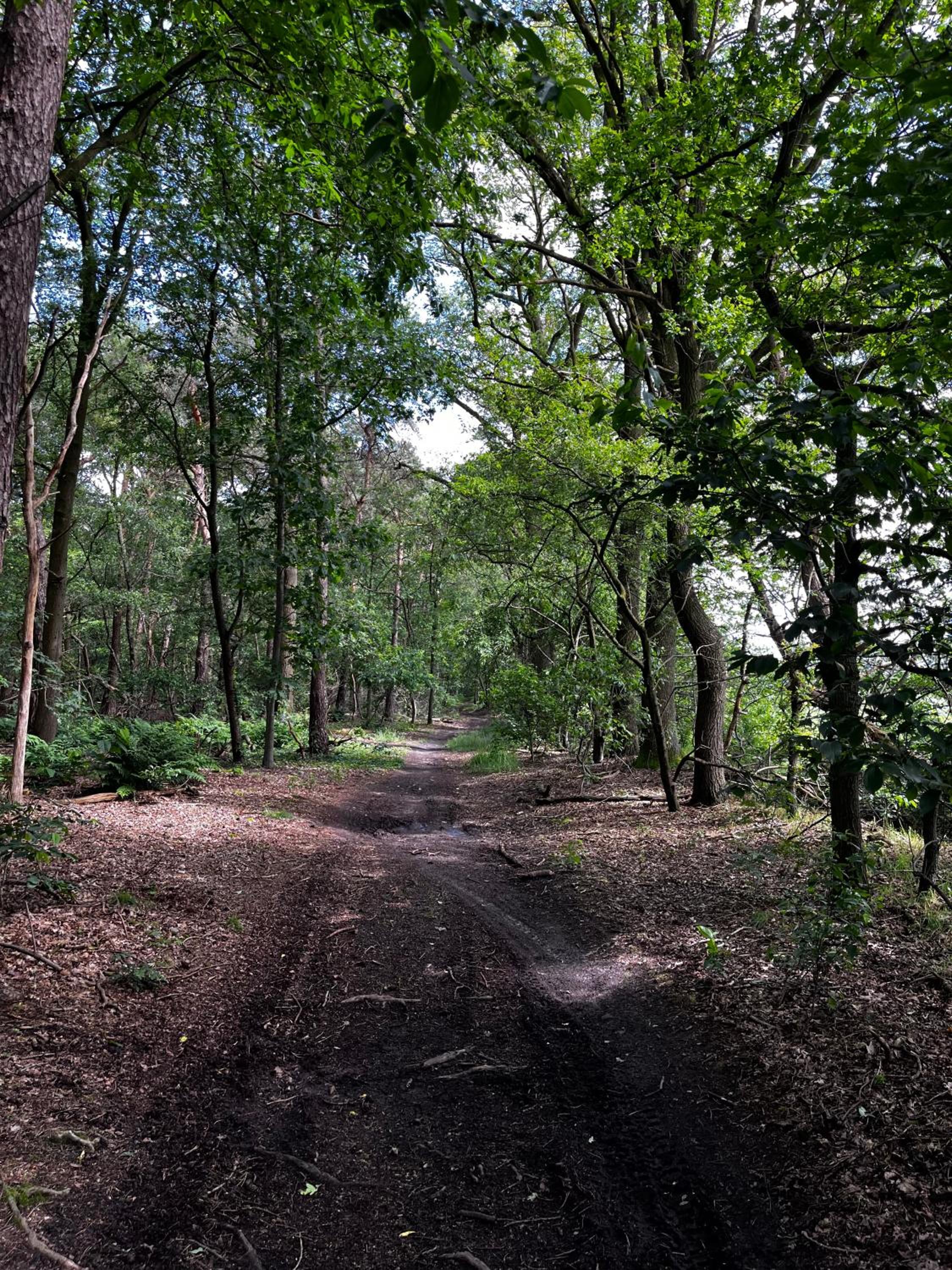B&B PapenvoortseHeide