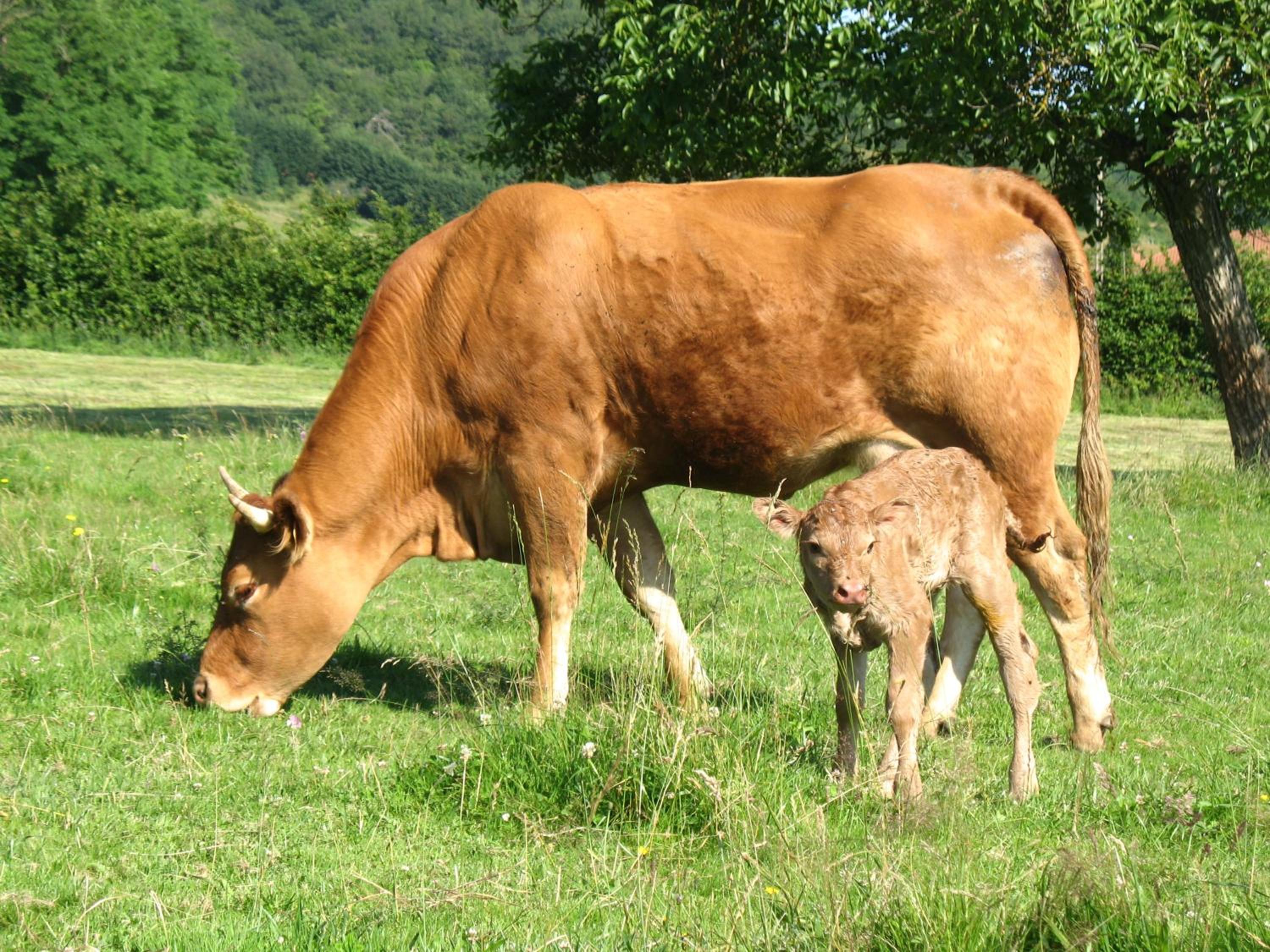 La Ferme Du Chapi