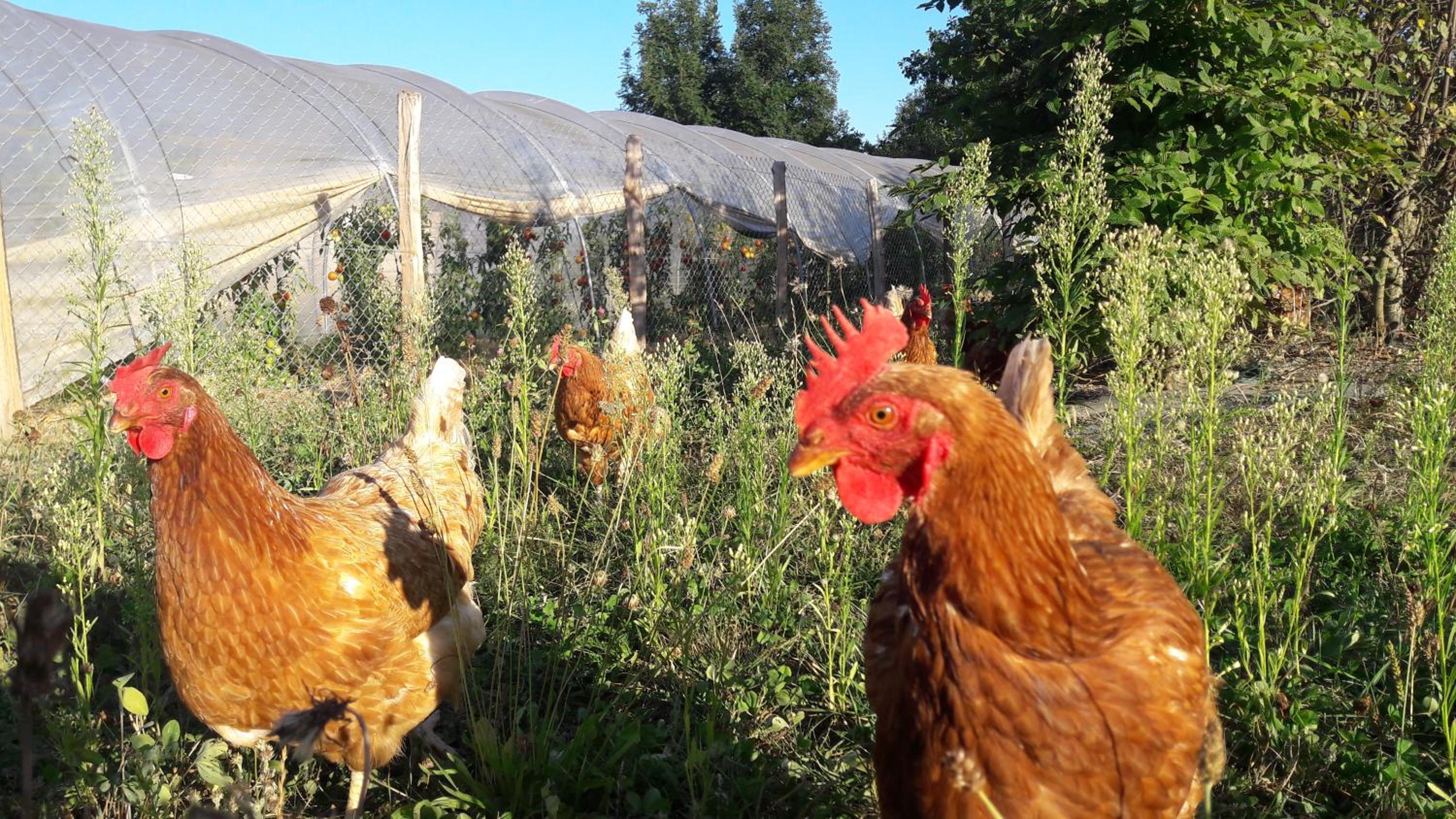 La Ferme Du Chapi
