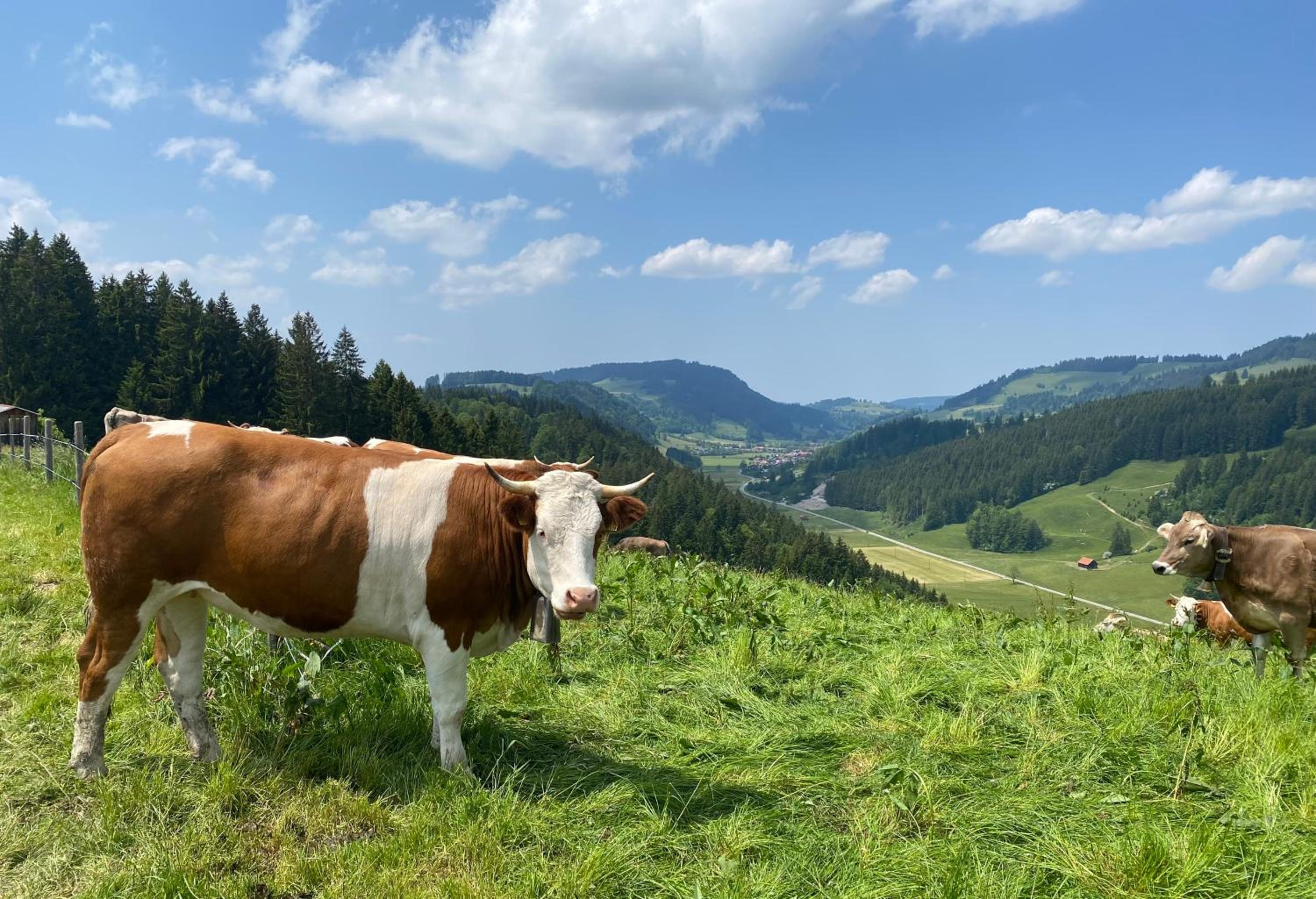weitnaustyle - renoviert, modern, sehr beliebt view 4