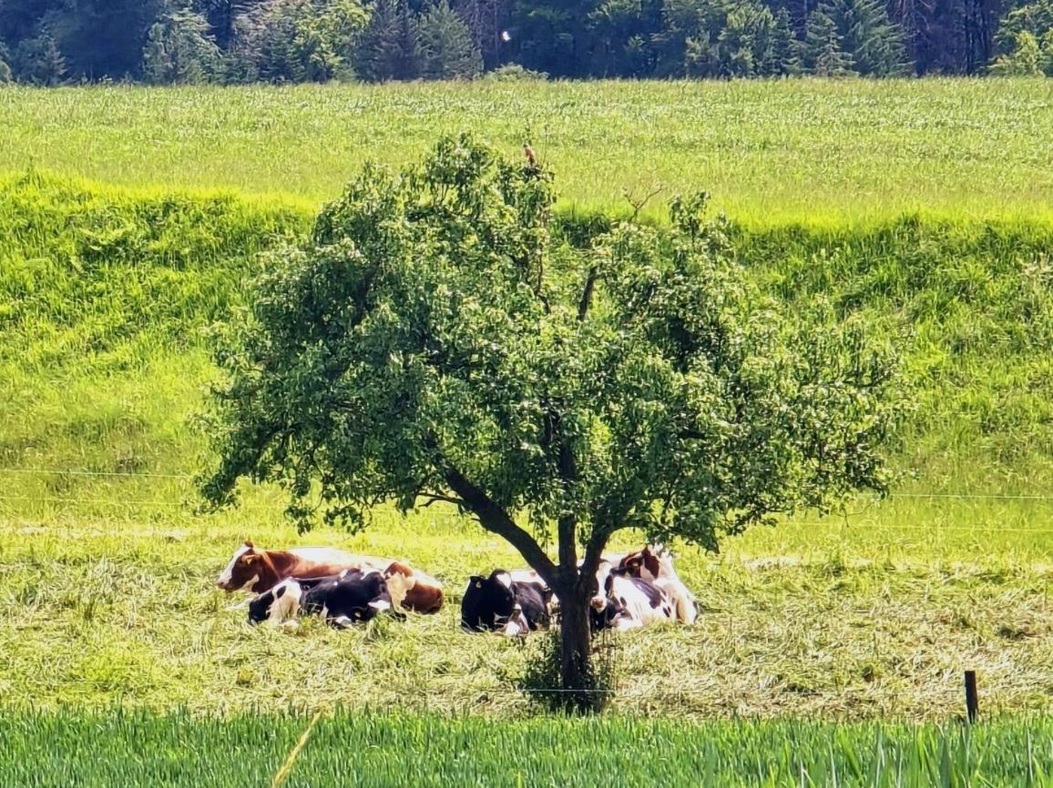 Chalet Happy Cow - Top Lage nähe Bodensee, Rheinfall, Schaffhausen & Zürich - Ländliche Idylle mit Privat-Parkplatz und viel Komfort - 120m2 - 3 Stockwerke