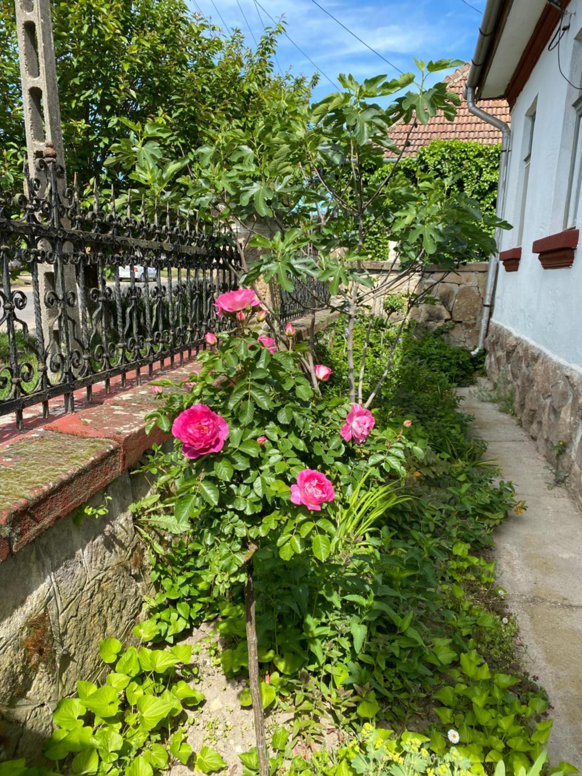 Kánya Veranda