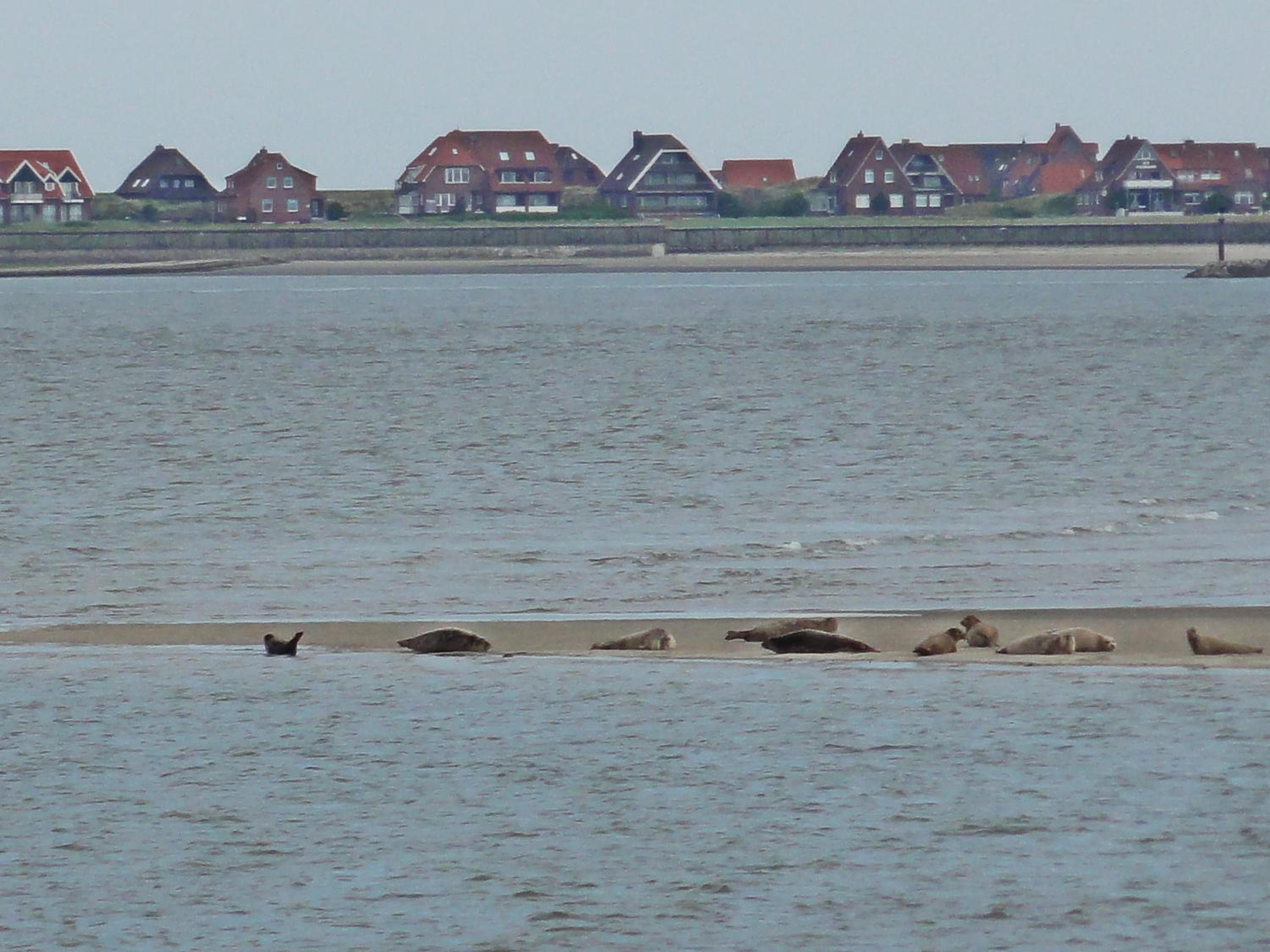 Studio mit Meerblick auf die Robbenbänke von Norderney, geschützter Südwestbalkon