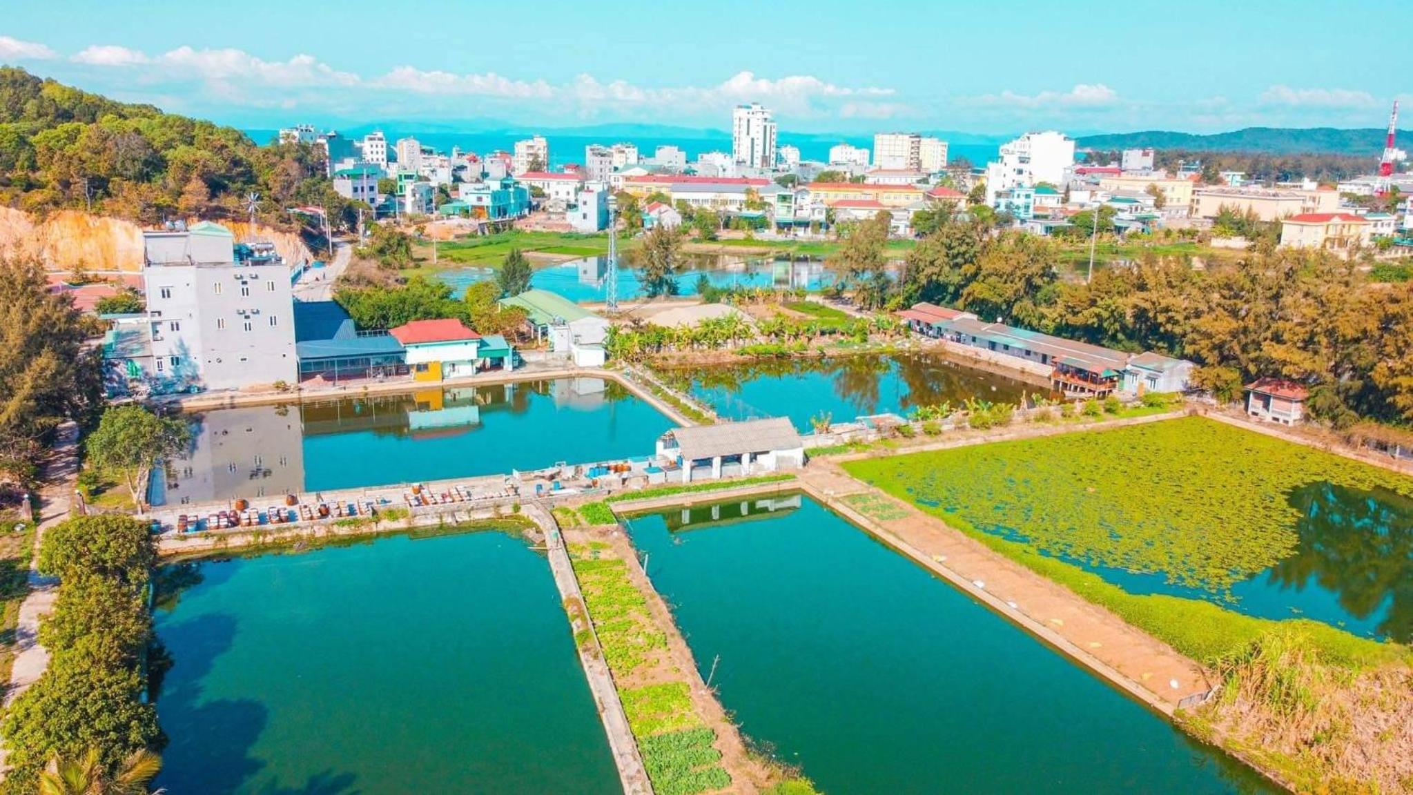 Cô Tô Lương Chi