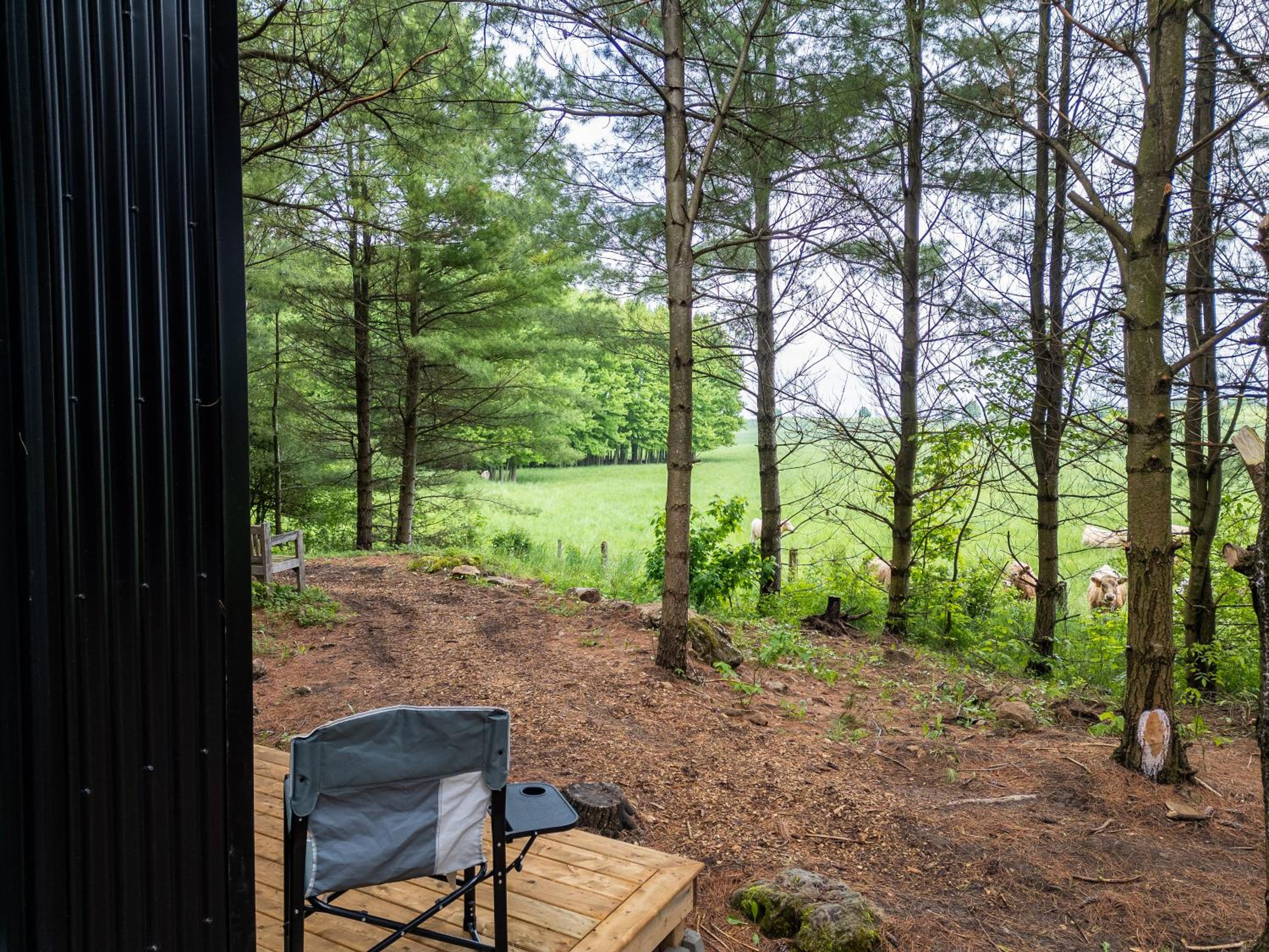Little Cabin in the Pines
