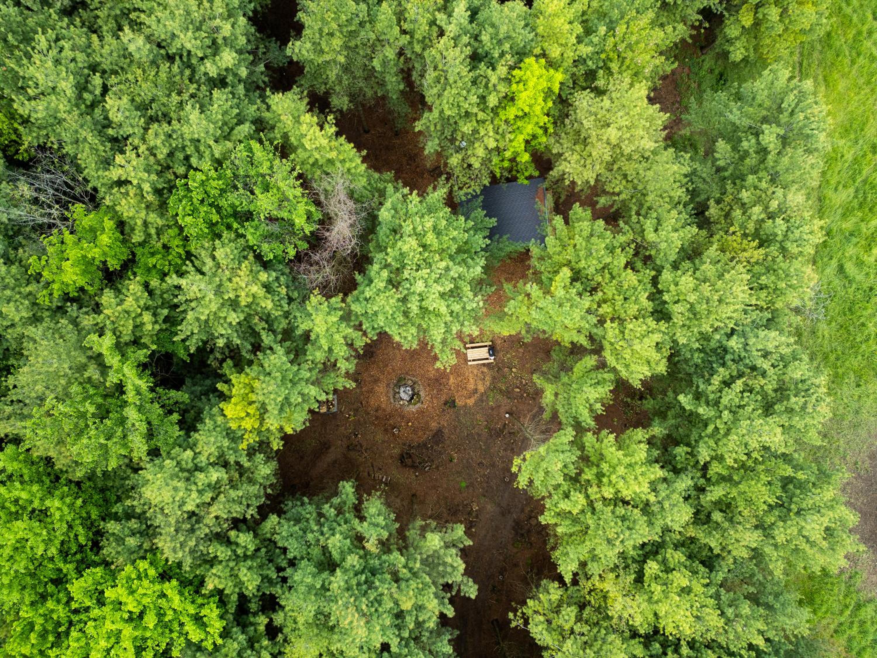 Little Cabin in the Pines