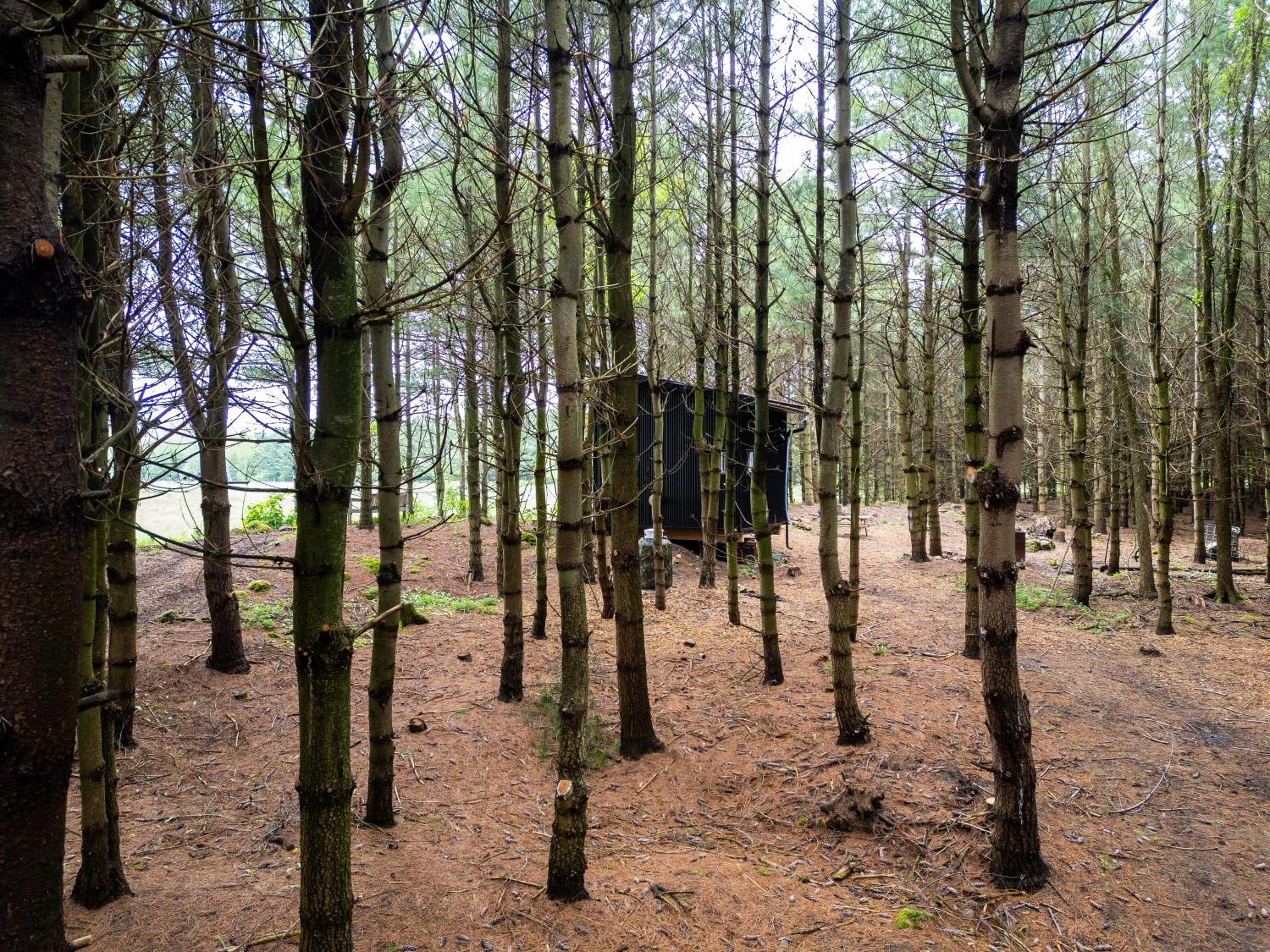 Little Cabin in the Pines