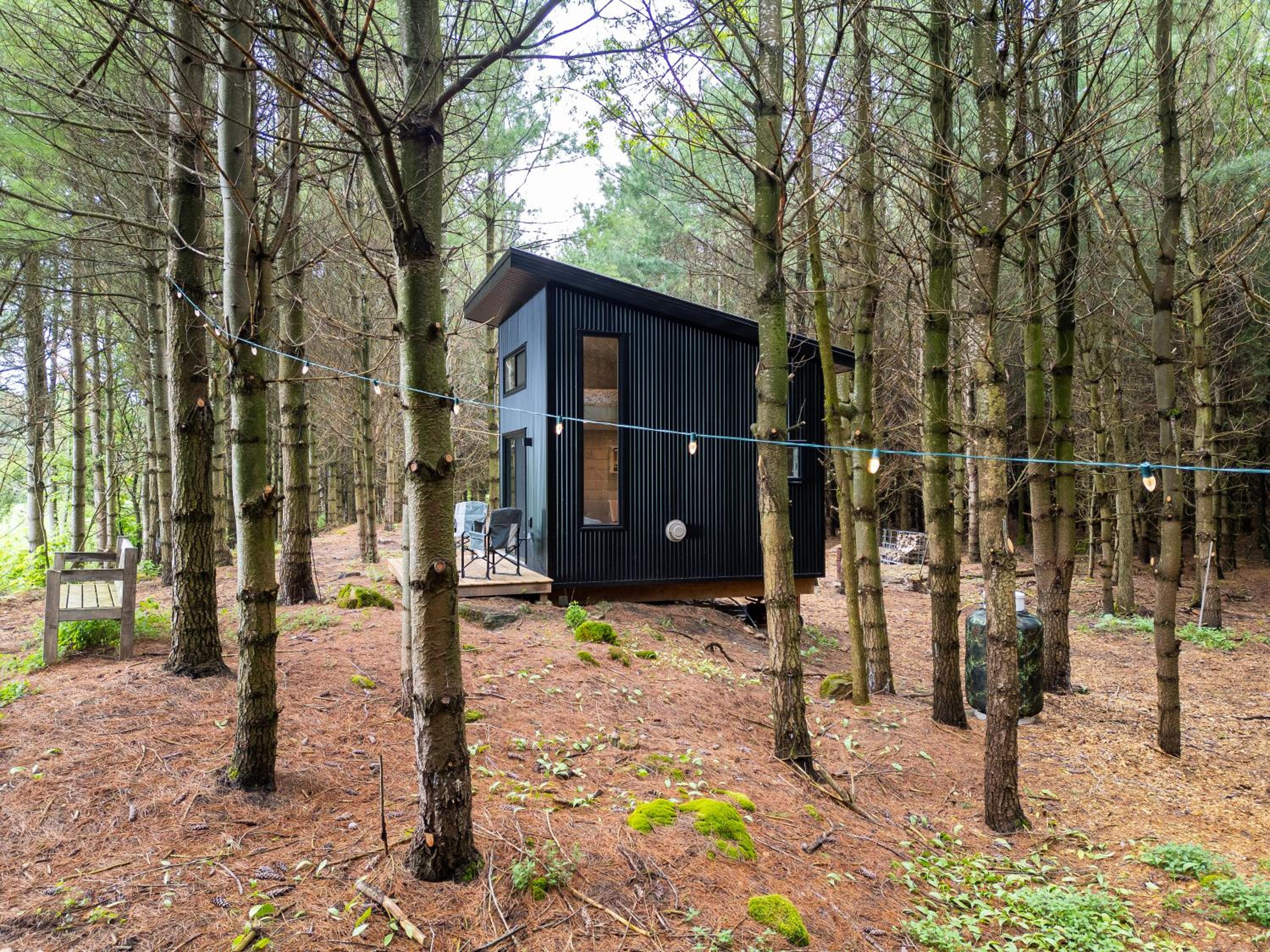 Little Cabin in the Pines