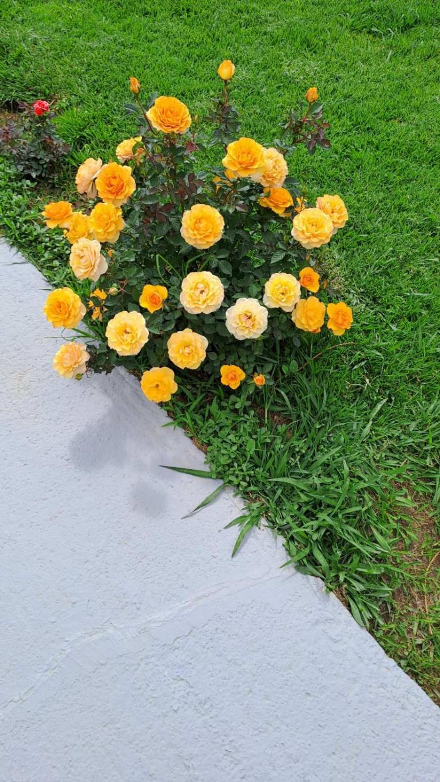 Photo 49
