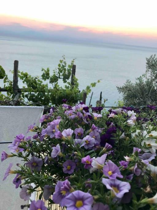 Monicas garden and the Sea
