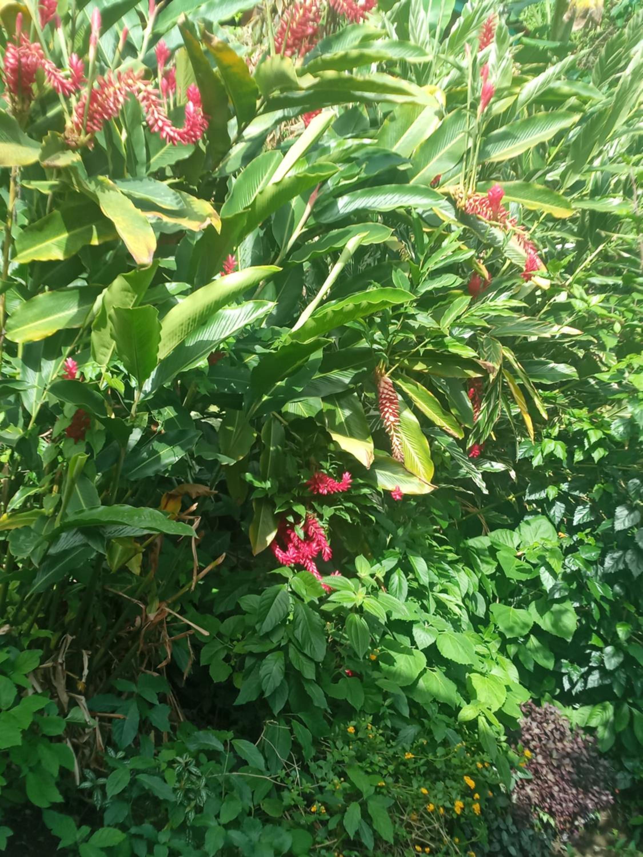 Berkey's Jungle Paradise Resort