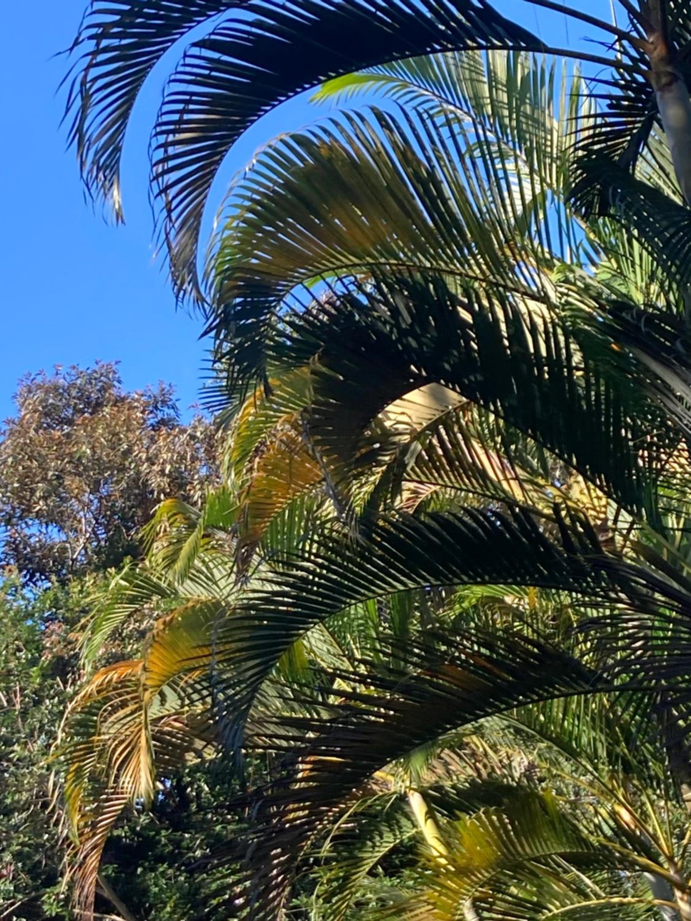 Paraíso Prumirim