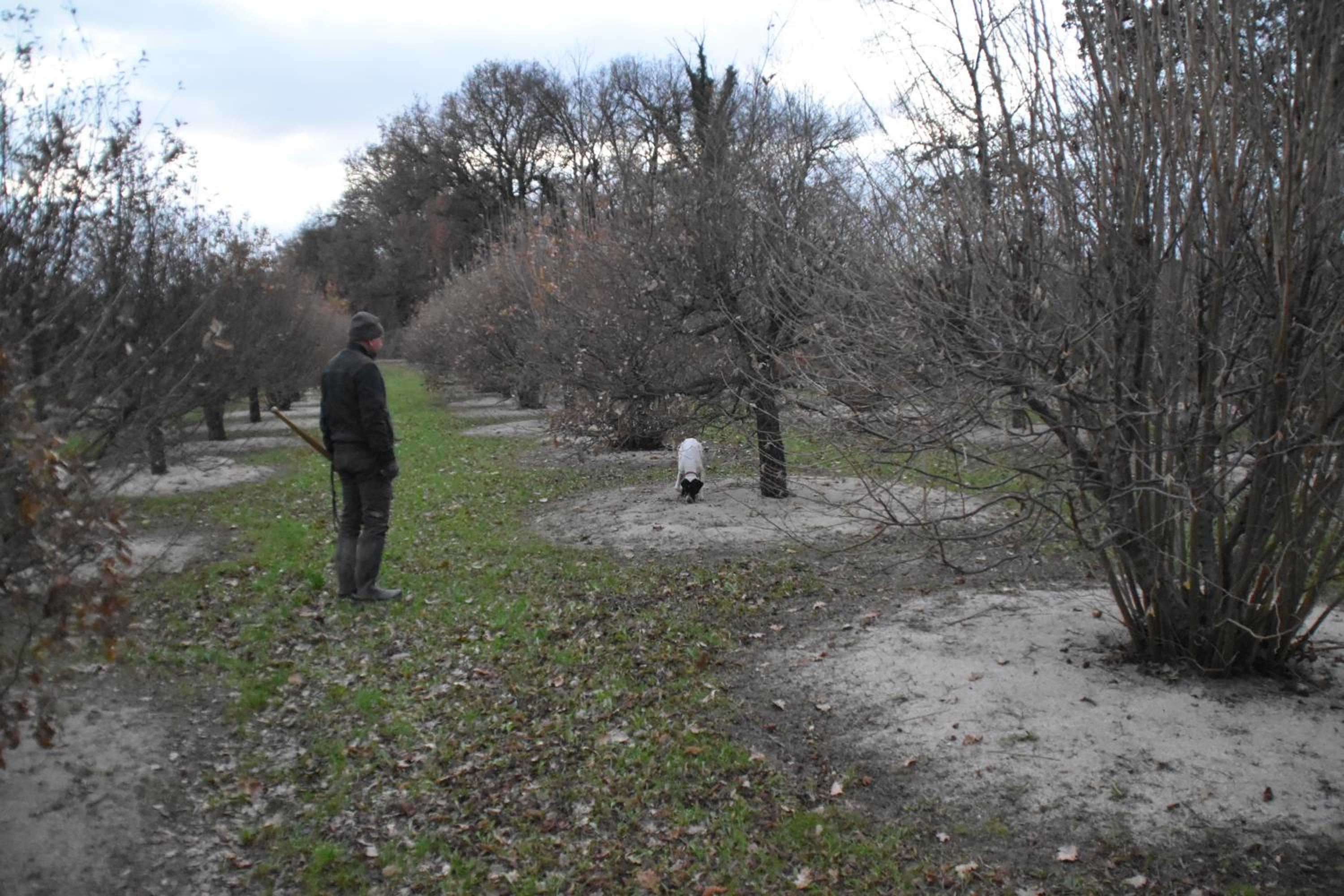 Villa Gaia Truffle Experience