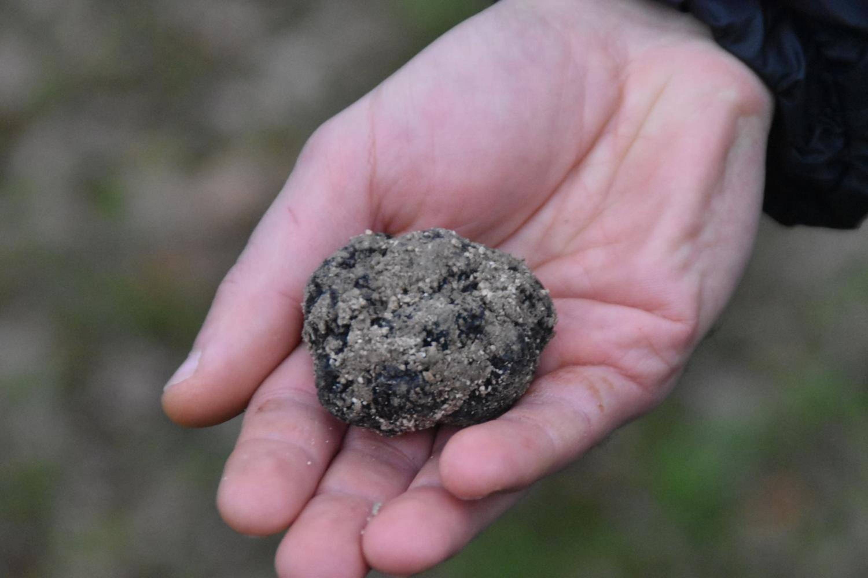 Villa Gaia Truffle Experience
