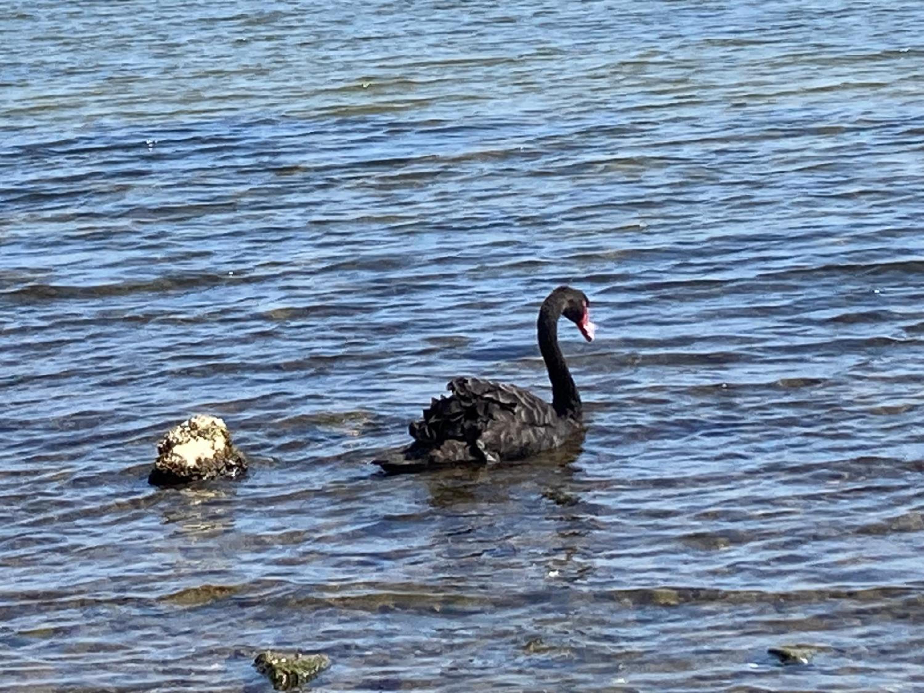 Black Swan Retreat