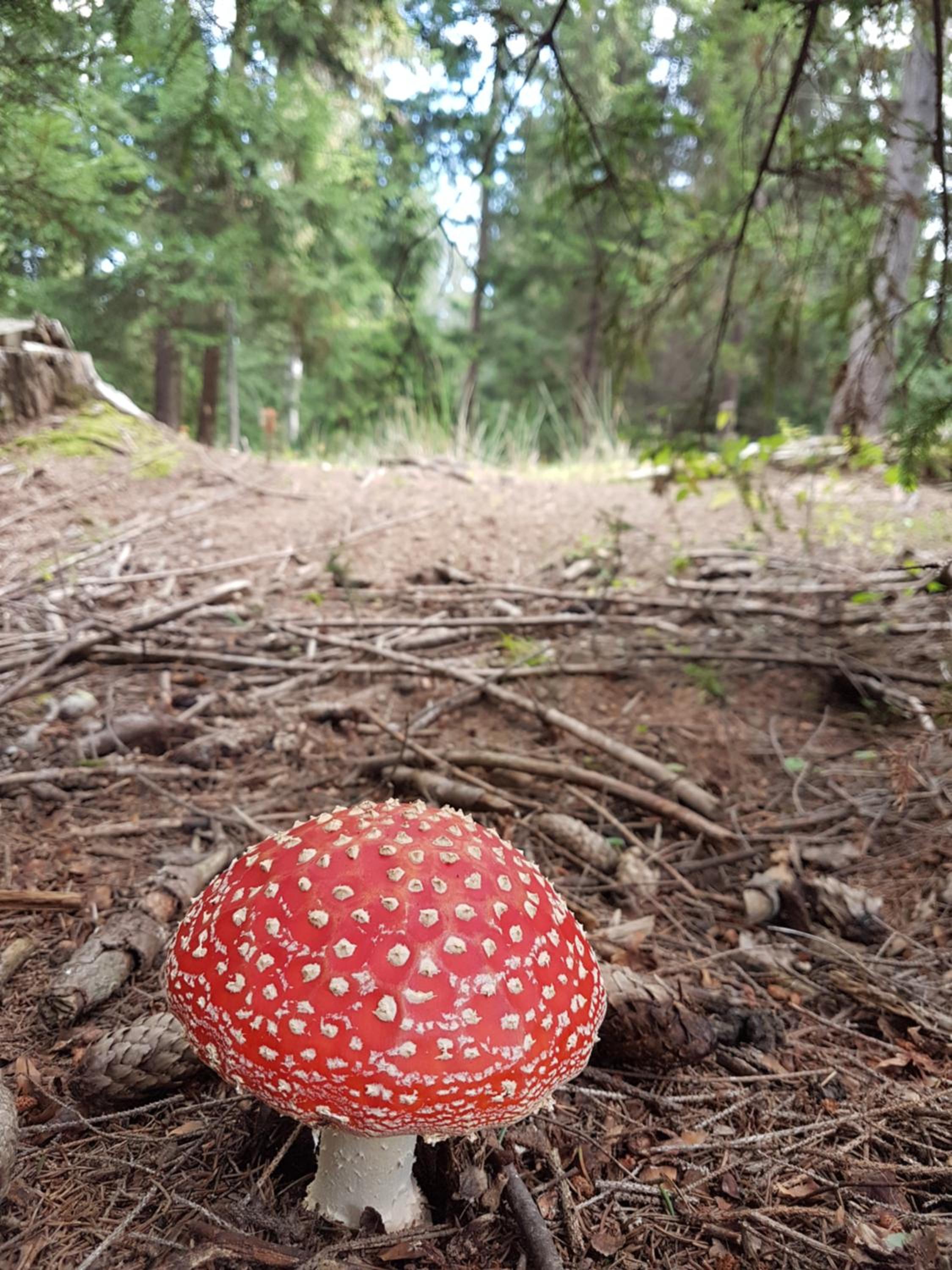 Tiny Moldovibe