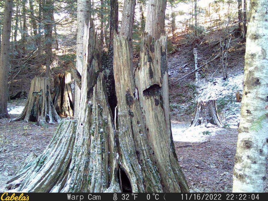Ahrs Creek Retreat In the Timber