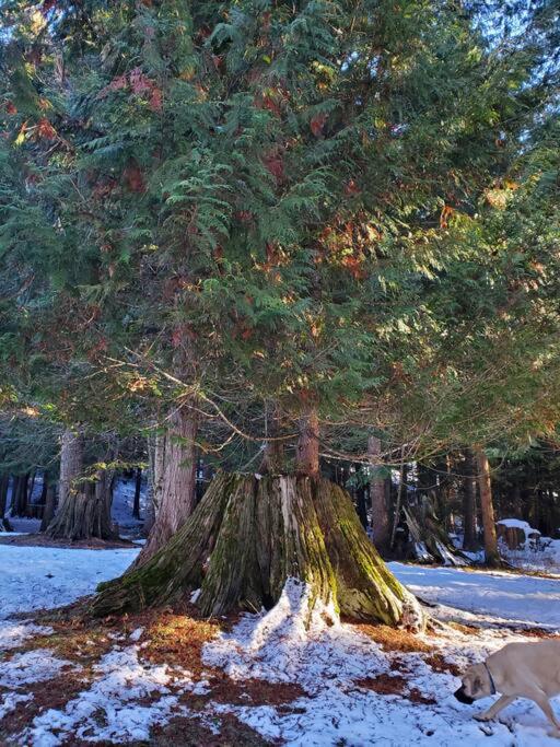 Ahrs Creek Retreat In the Timber