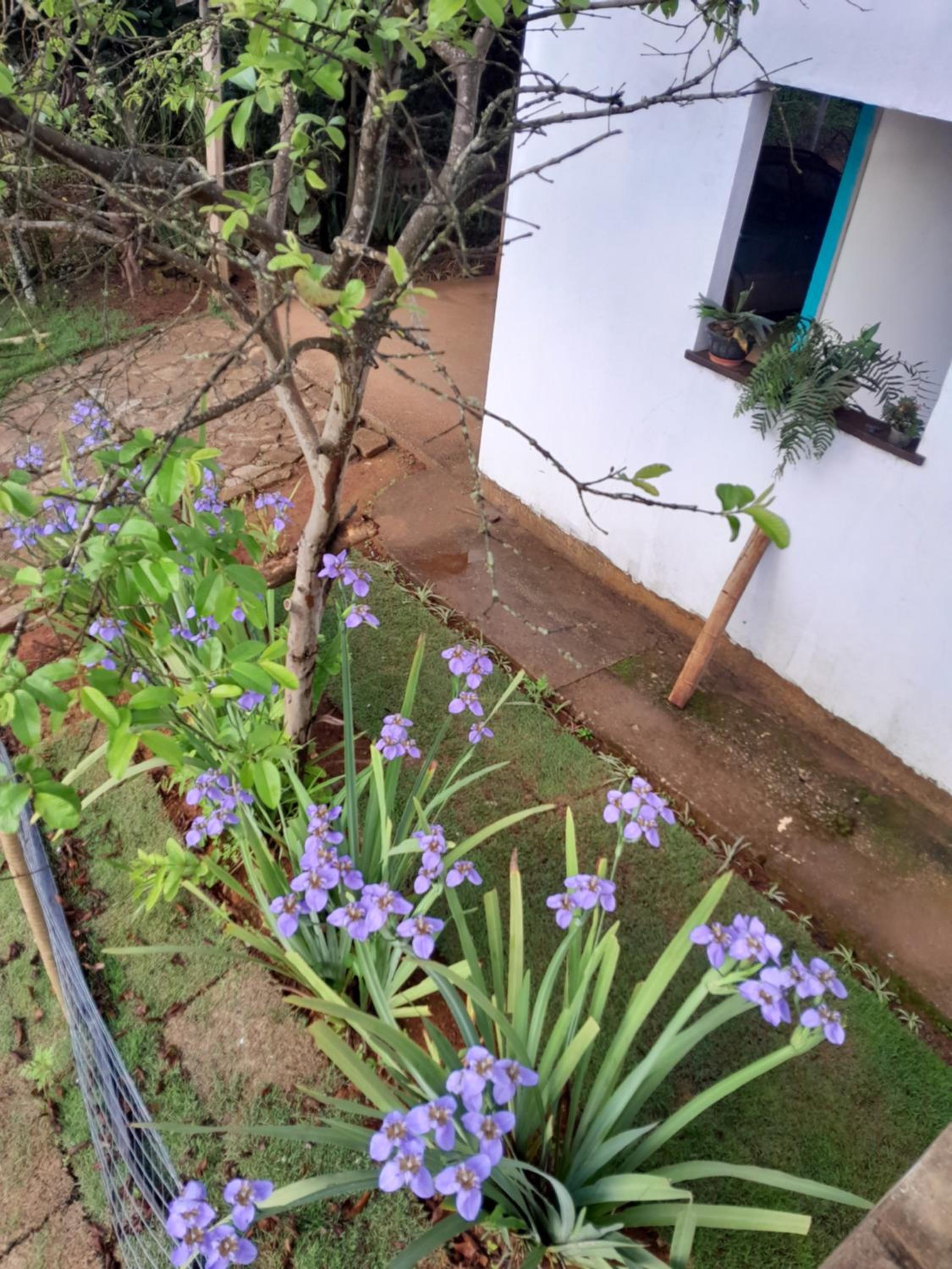 Encanto das Borboletas