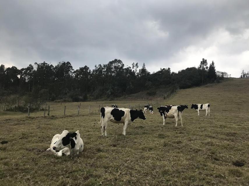 Cabaña Mandarina