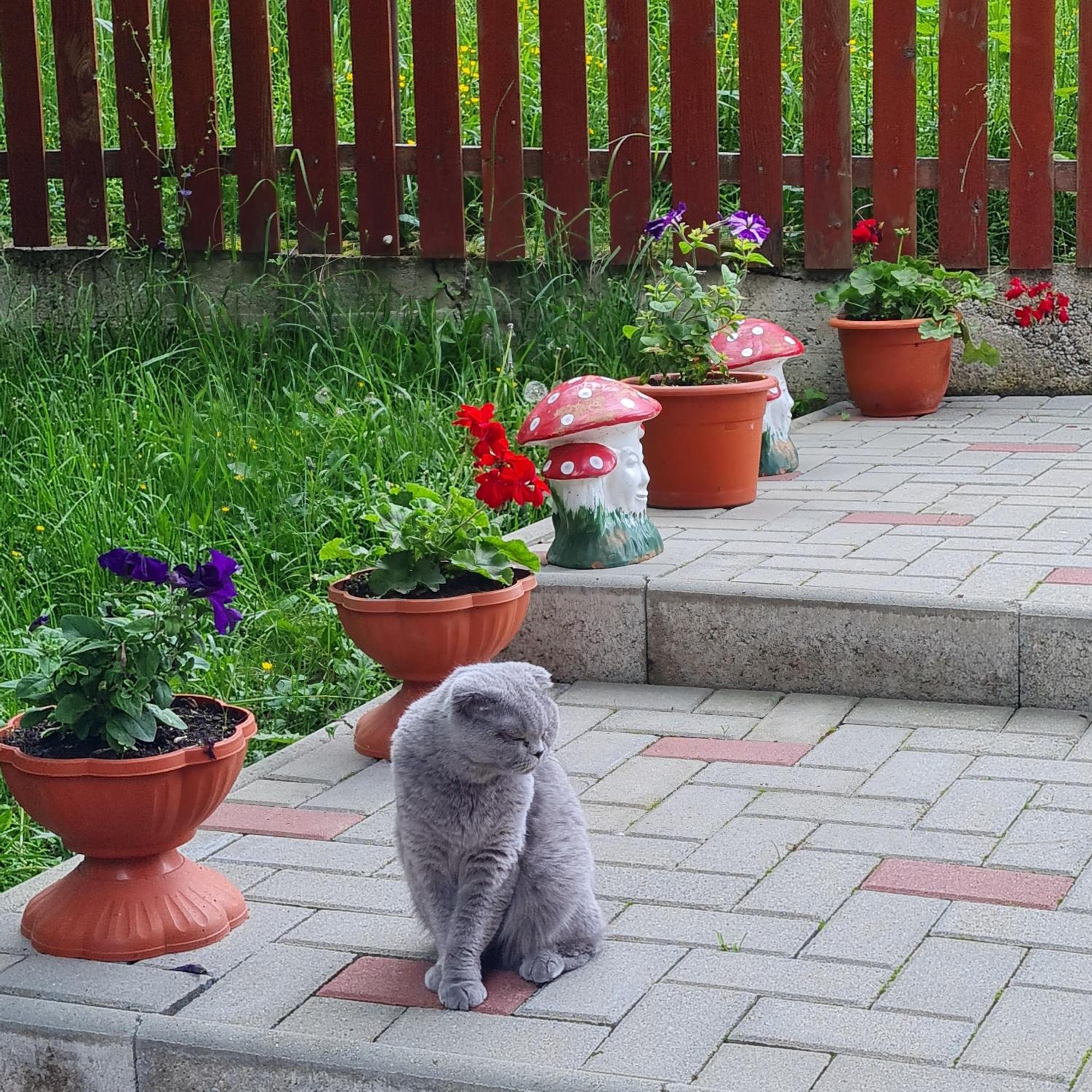 Photo 42