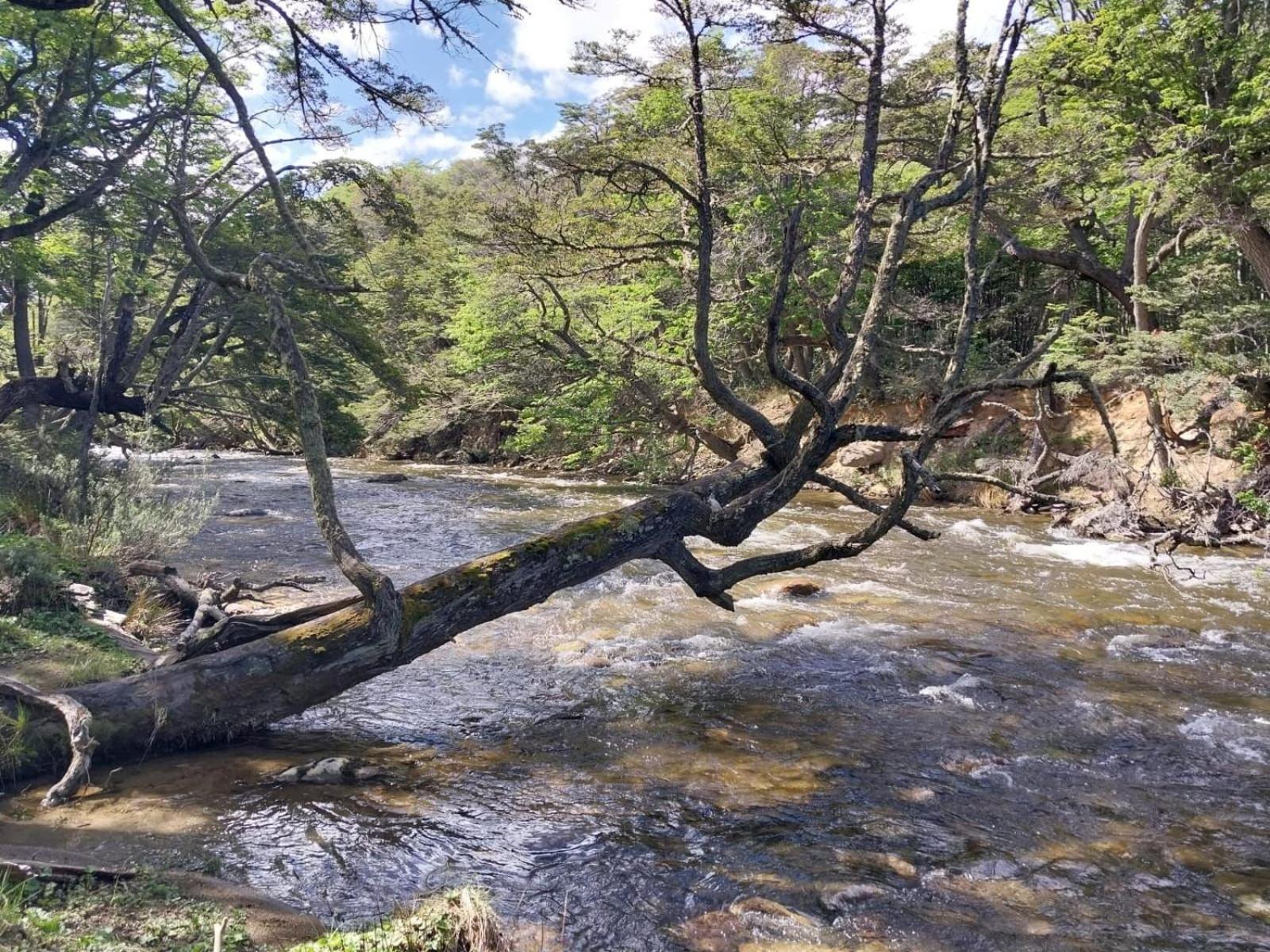 Cabaña Bosque y Río