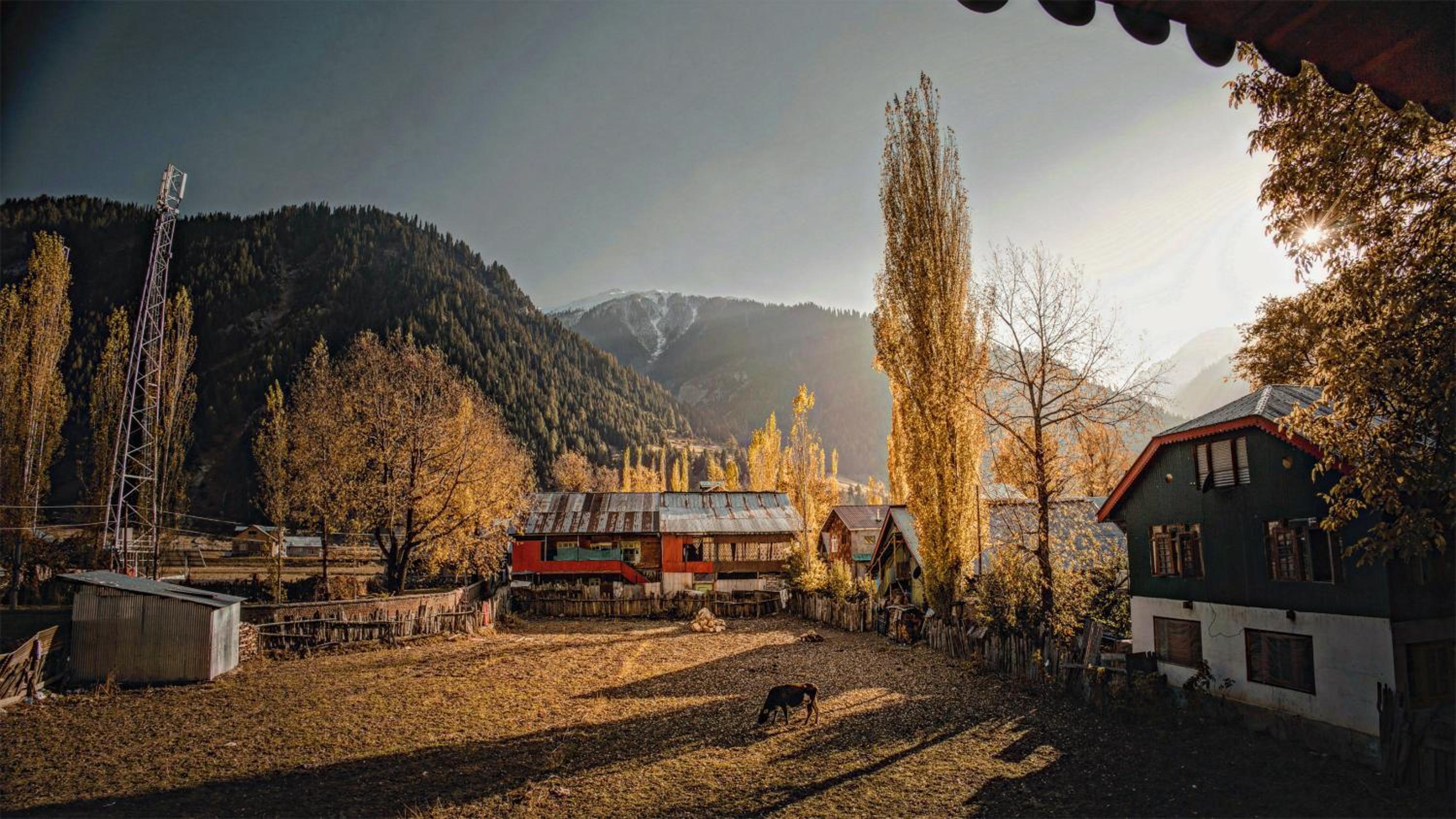Zytoon homestay