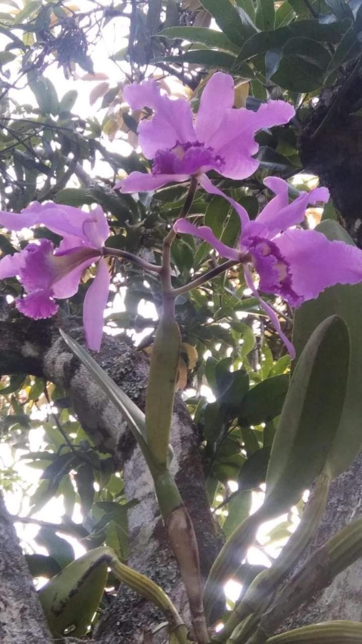 Finca San Jerónimo
