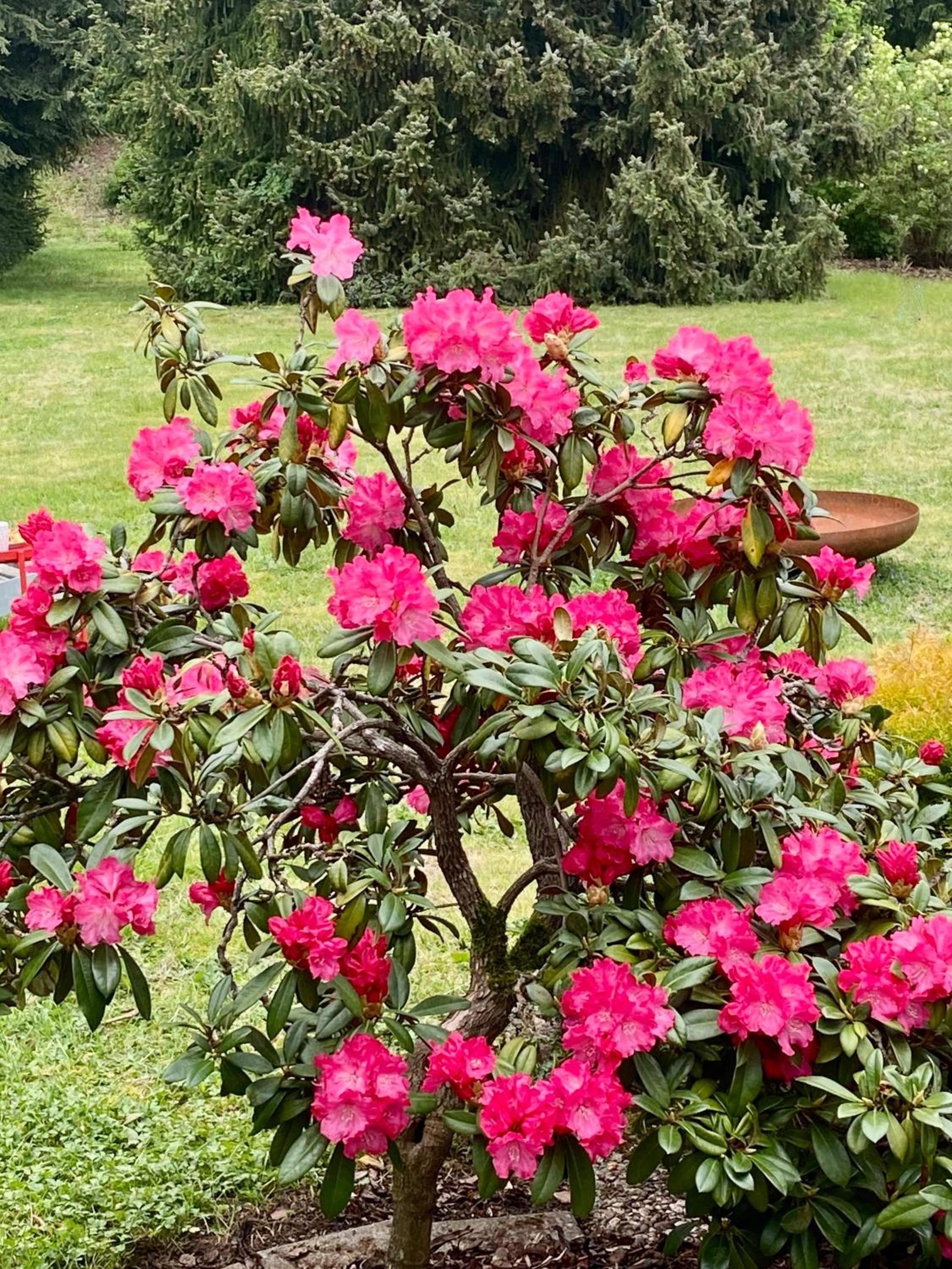 Idas Garten