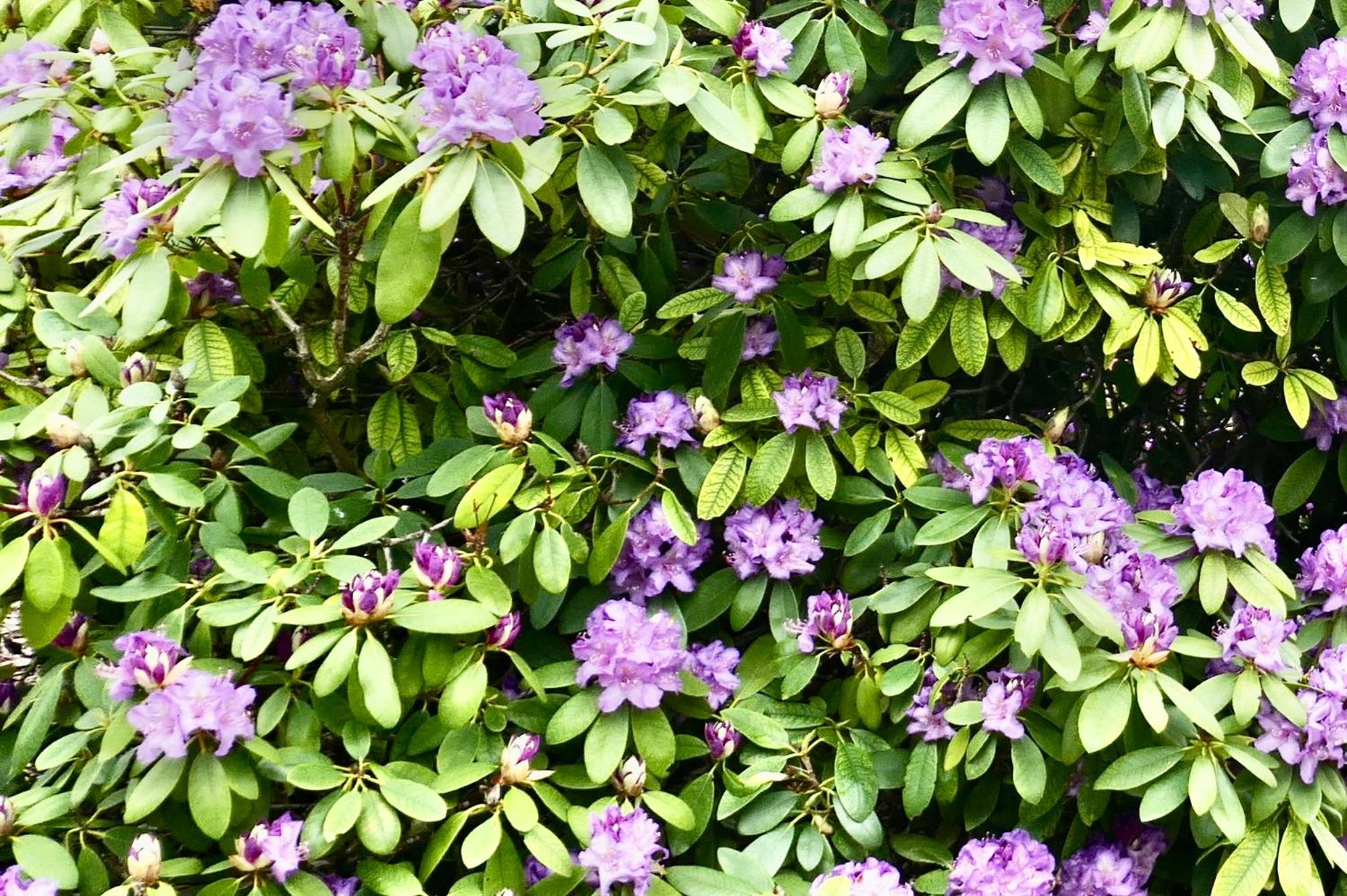 Idas Garten